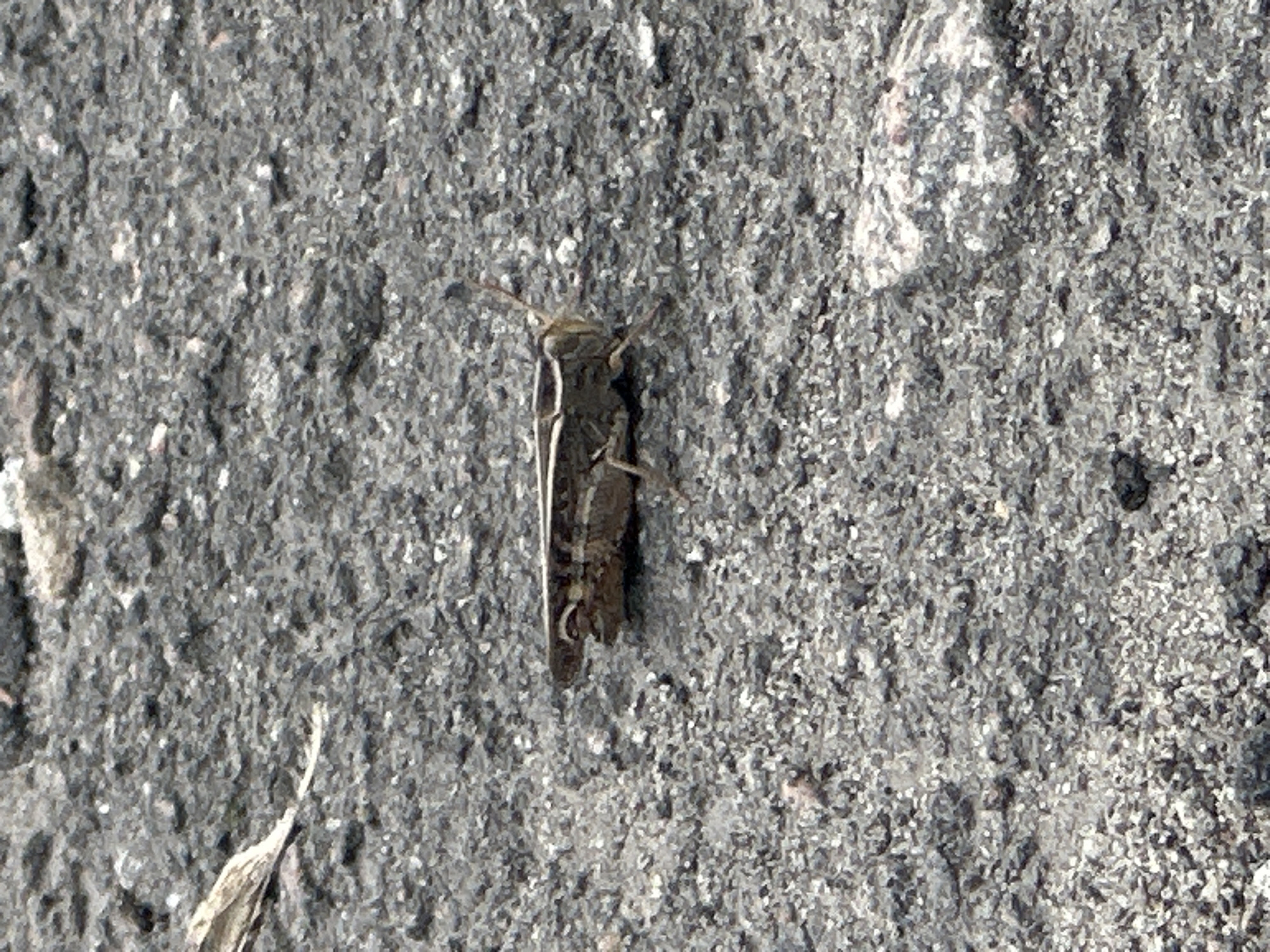 A grasshopper is shown on a granular, asphalt-like surface. The grasshopper is brown and gray with visible legs and antennae. The surface appears to be a road or pathway, with small stones and debris visible. A dry leaf is partially visible in the upper left corner of the image. The lighting suggests an outdoor environment. The image is a close-up shot, focusing primarily on the grasshopper and its immediate surroundings. No buildings or other urban features are clearly identifiable within the frame. The location is specified as Luhansk, Ukraine.
