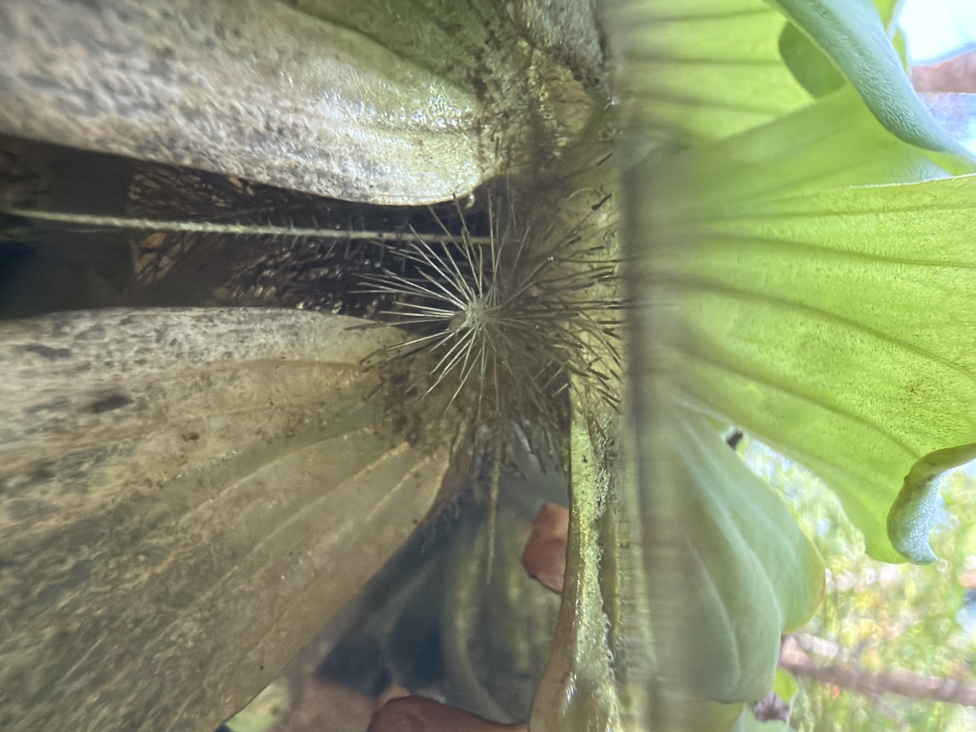 The image depicts the base of a staghorn fern, likely mounted. The fuzzy, protective "shield" or nest frond is visible, as are some of the more succulent green fertile fronds. In the center of the image, radiating fibers emerge from the shield, likely part of the root system used to attach the fern to its substrate. The location of Thủy Xuân Ward, Vietnam is only indirectly relevant. The environmental context suggests a potentially humid environment suitable for epiphytic ferns.