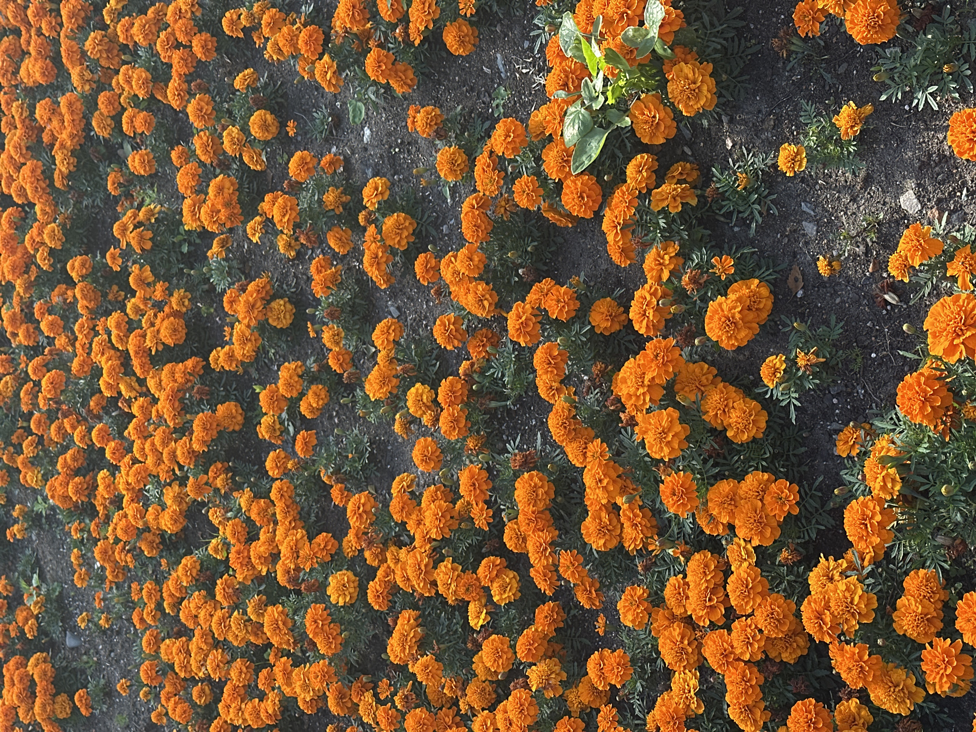 An outdoor, overhead, full-frame shot shows a dense planting of bright orange marigolds under a bright, possibly sunny, sky. The flowers are in various stages of bloom, with some appearing tightly budded and others fully open with ruffled petals. The ground beneath them is dark soil, with scattered small pebbles and a few dried leaves. The plants are closely spaced, creating a vibrant carpet of color. No people or animals are visible in the image. The setting appears to be a garden bed or park area.