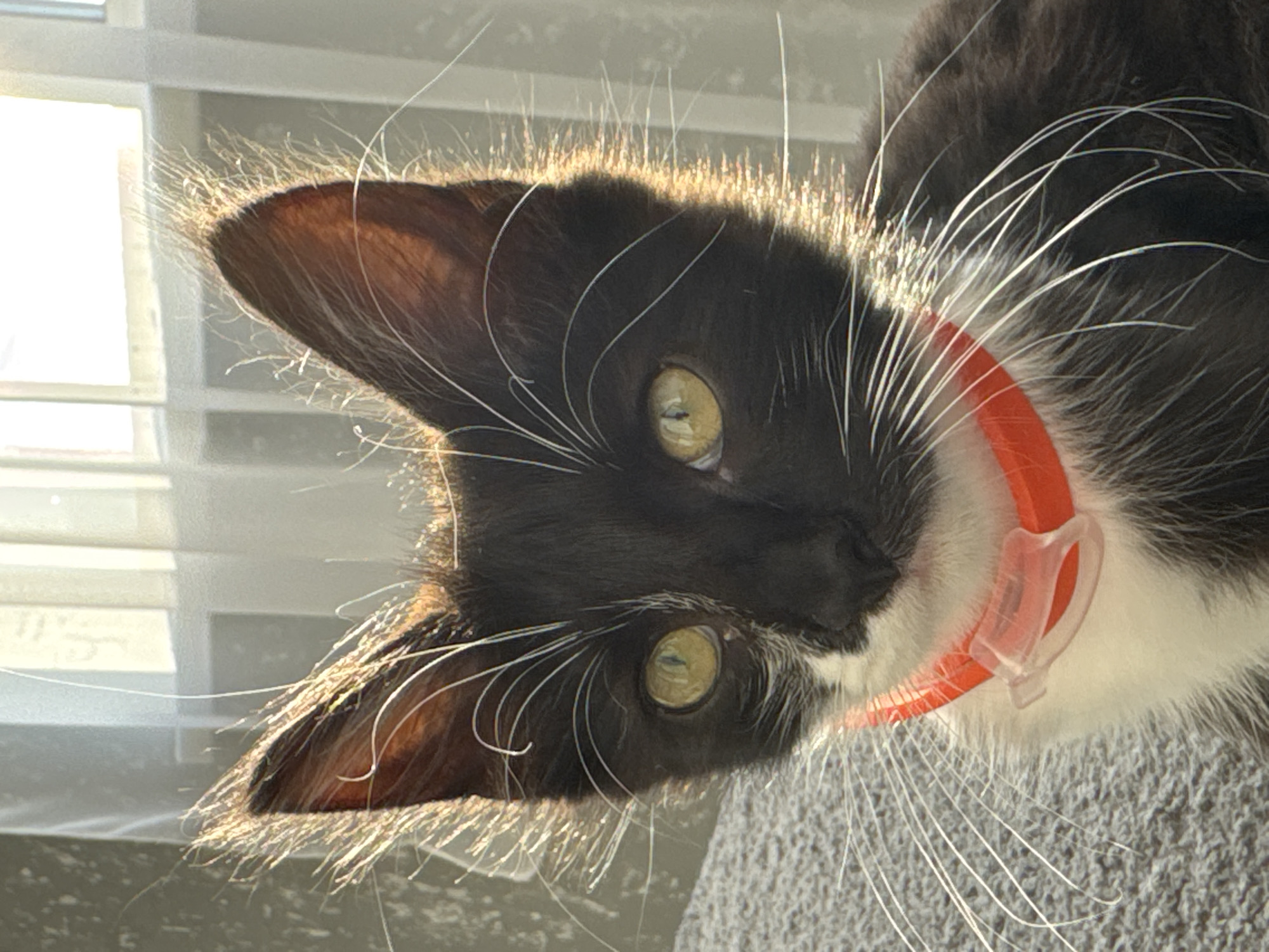 A close-up, horizontal, eye-level shot features a black and white kitten sitting on a textured gray surface, possibly a blanket or couch. The kitten's face is the primary focus, with its large, green-yellow eyes looking directly at the camera. Its fur is black with white markings on its chest and chin. A bright orange collar with a clear plastic tag is around its neck. The kitten's ears are pointed upwards, and the edges are illuminated by a bright light source from behind, creating a halo effect around its head. The background consists of a blurred white curtain and window panes, suggesting an indoor setting with natural light filtering through. The overall impression is a well-lit, intimate portrait of a young cat. This scene is located in Kempelevo, Russia.