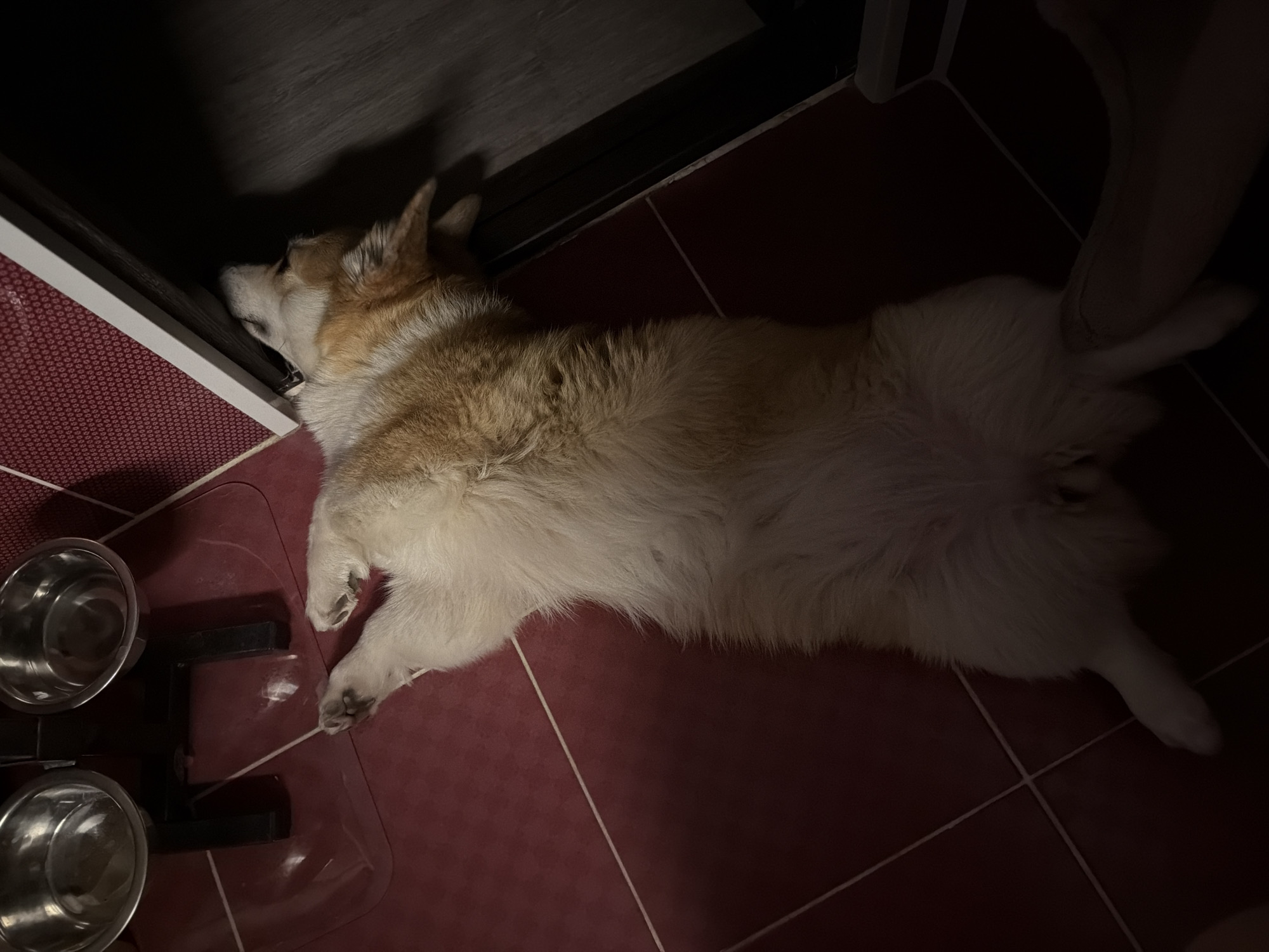 A corgi lies on a maroon-tiled floor, its head near a white and red cabinet. Two metal bowls are located in the bottom left corner. The background is dark. The location is likely indoors, in Chaikovsky, Russia.