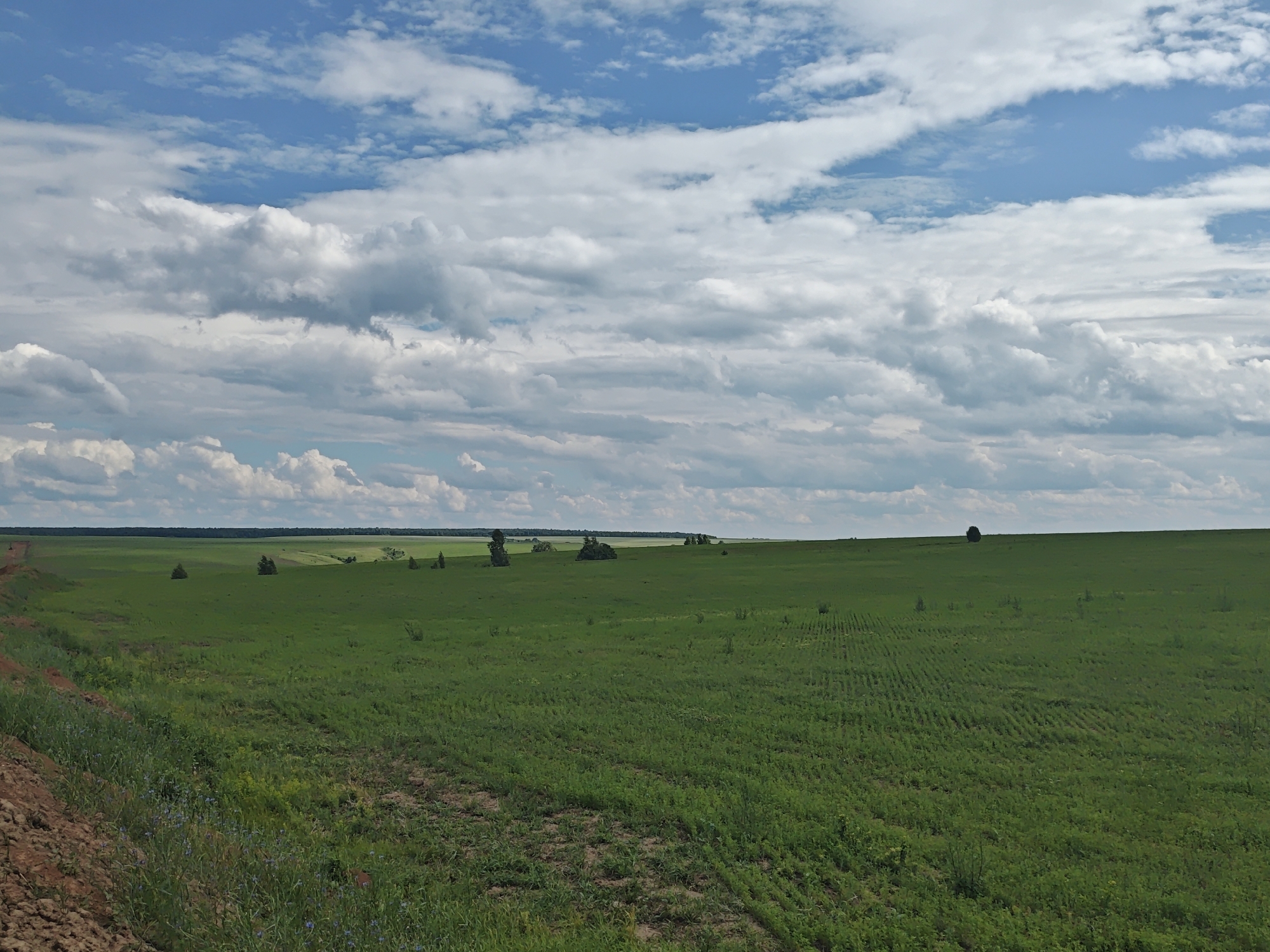 An expansive, lush green field stretches across the horizon under a dynamic sky filled with voluminous white clouds. The field, situated in Verkhnyaya Sun', Russia, exhibits variations in its vegetation, with some areas appearing dense and others showing signs of cultivation with visible rows. A dirt path lines the left edge of the frame, contrasting with the vibrant green. Scattered trees dot the landscape in the middle distance, and a lone tree stands silhouetted against the horizon in the far right. The overall impression is one of rural serenity and natural beauty.