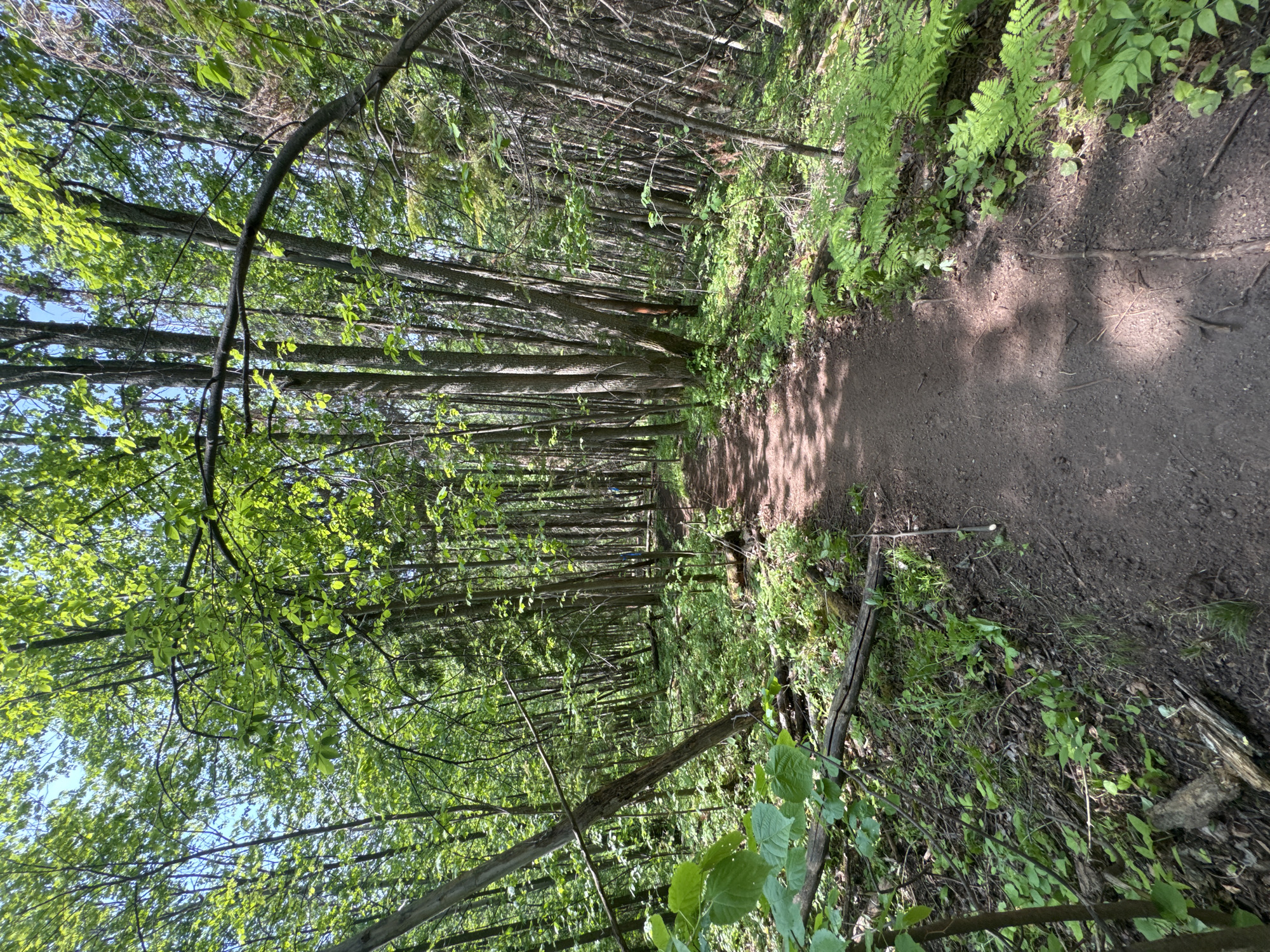 A forest path runs through a dense stand of trees, with sunlight filtering through the leaves. Ferns and other undergrowth line the path. The path appears earthen, with some scattered debris. The view is slightly canted. The location is possibly near Чёрная, Russia, given the landscape characteristics. There are no visible people or animals. The scene depicts a natural environment, specifically a forested trail.