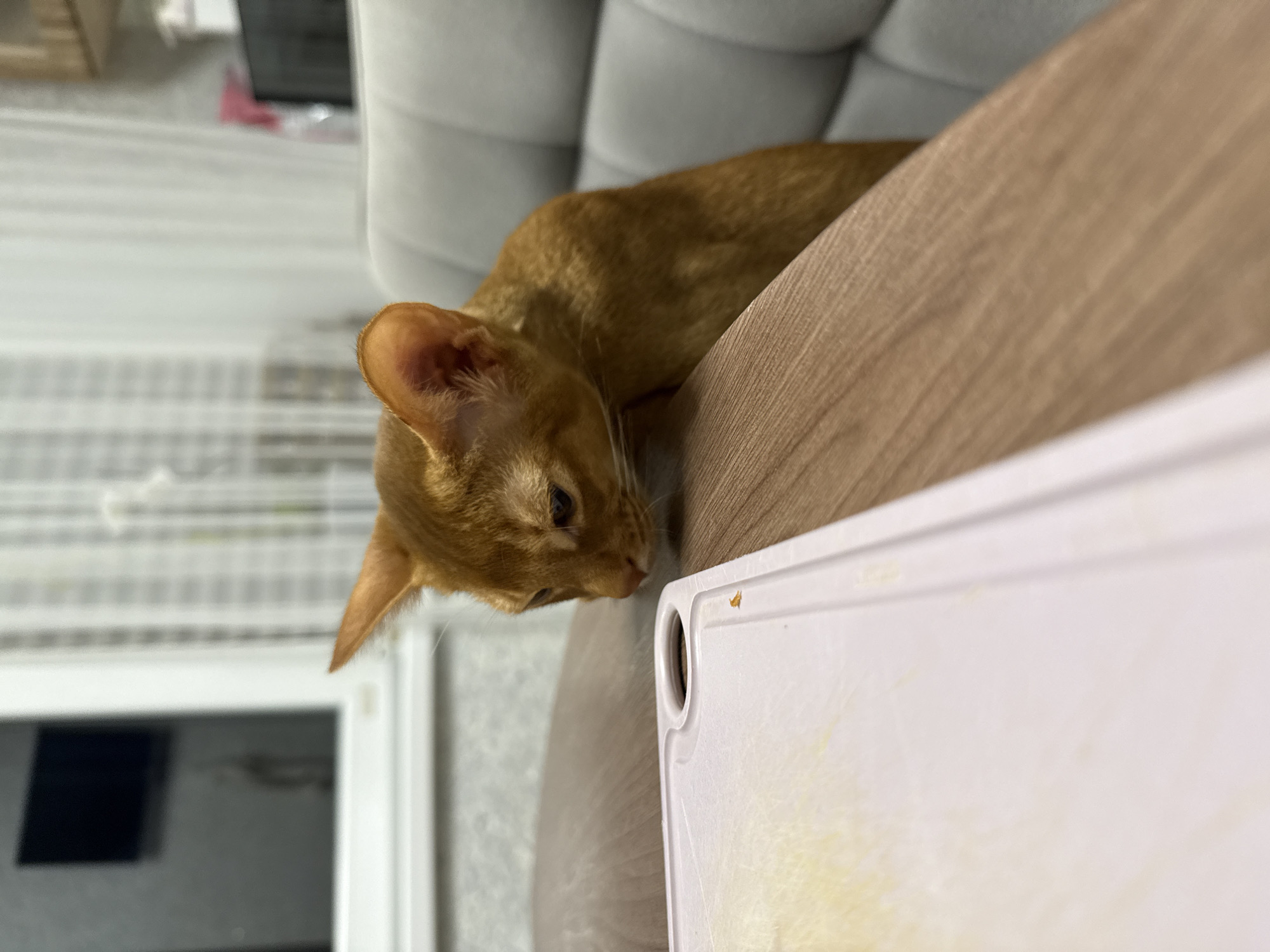 An orange cat is peering down at a white cutting board on a wooden table. The cat is on a grey upholstered chair. In the background, there is a window with sheer curtains, a television screen, and kitchen appliances. The location is Stary Oskol, Russia.