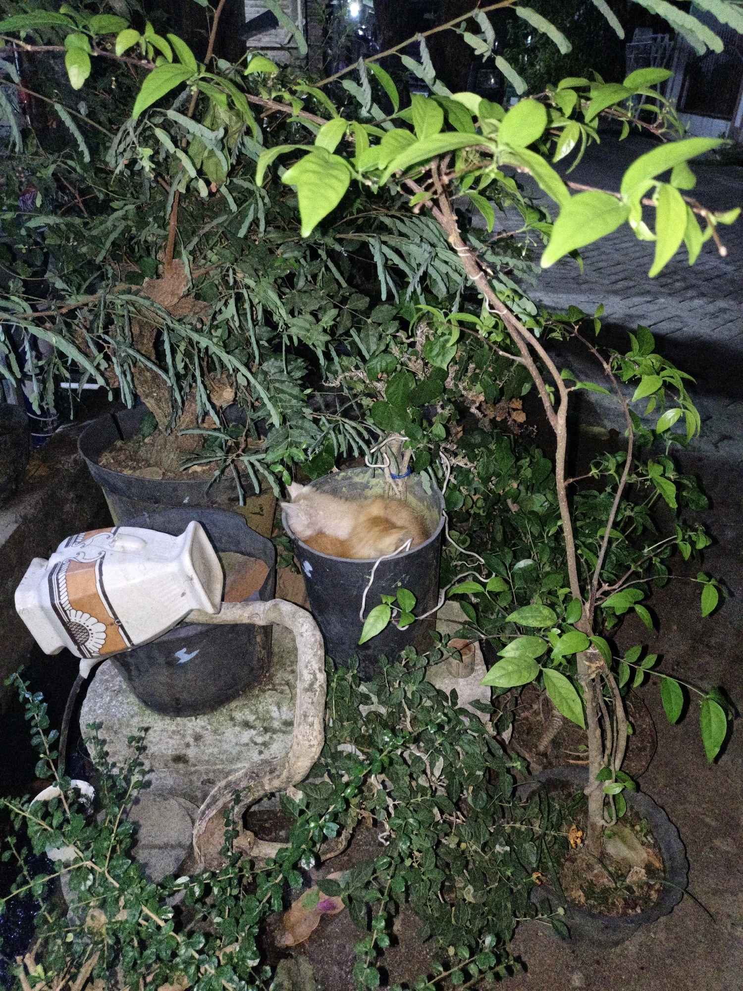 In Cikal, Indonesia, a nighttime scene unfolds in a garden or courtyard. The foreground is dominated by lush green foliage from various potted plants. A notable object is a light-colored ceramic vase with an ornate pattern, placed on a weathered stone structure. To the right, a black plastic pot contains a cat, mostly hidden from view, with only its ginger-colored fur visible. Another dark pot is nestled behind the stone structure. The background is blurred, suggesting outdoor lighting and possibly a residential or commercial area. The ground appears to be paved with cobblestones.