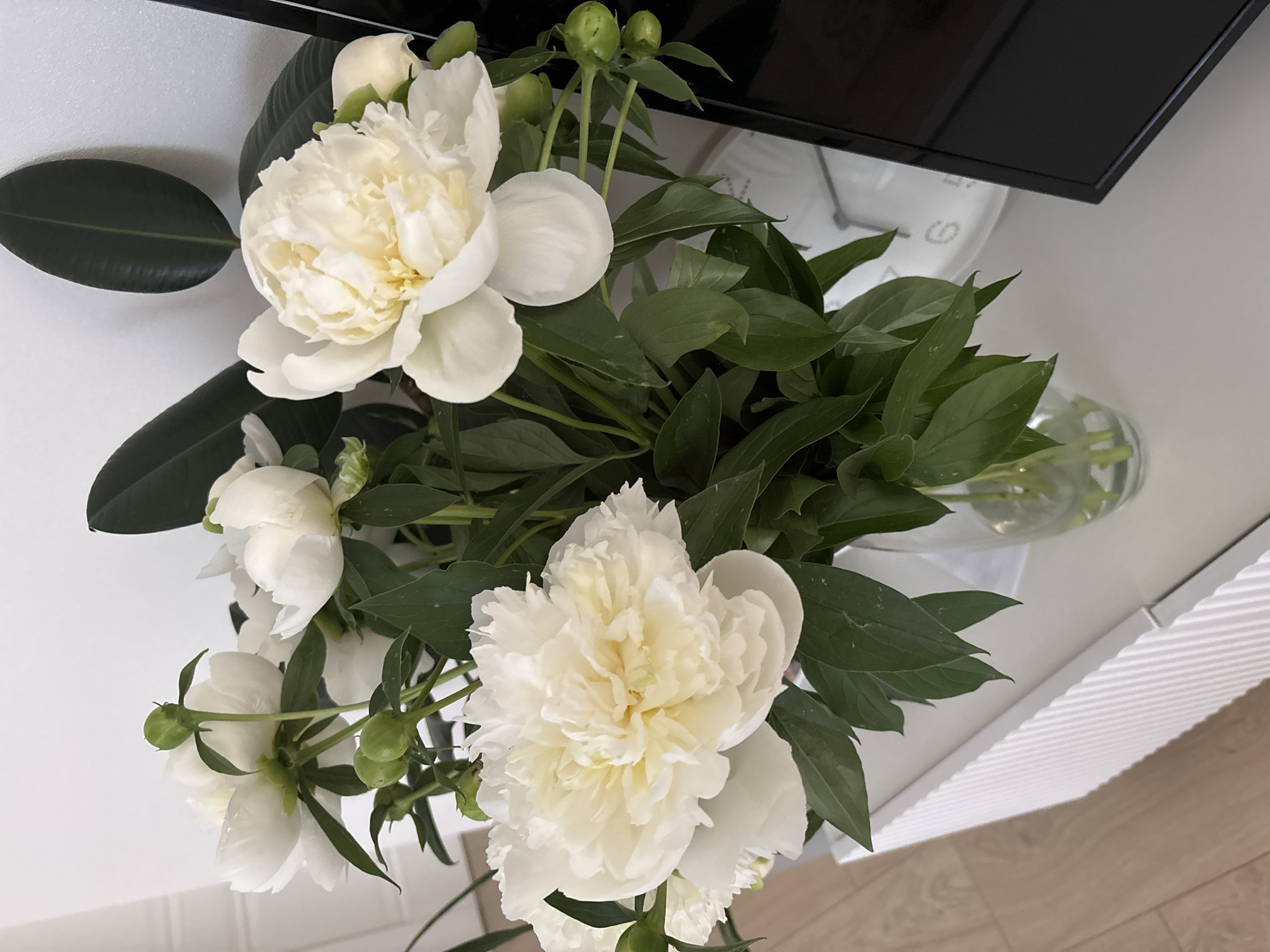 This is a close-up, eye-level shot of a bouquet of white peonies in a glass vase. The peonies are large and fully bloomed, with some buds also visible. The flowers are predominantly white with hints of pale yellow in the center of some blooms. They are arranged with dark green leaves. In the background, a portion of a white wall and a large, dark green leaf of a plant, possibly a Ficus elastica, are visible. To the right, a portion of a white clock face with grey numbers is slightly blurred, and a black object, likely a television screen, is in the far right. A white, ribbed surface, possibly furniture, is visible in the lower portion of the image. The lighting is soft and natural, casting gentle shadows. The image was taken indoors, likely in a domestic setting. The city of Chaikovsky, Russia, is mentioned, but there is no visual information within the image to confirm this specific location.