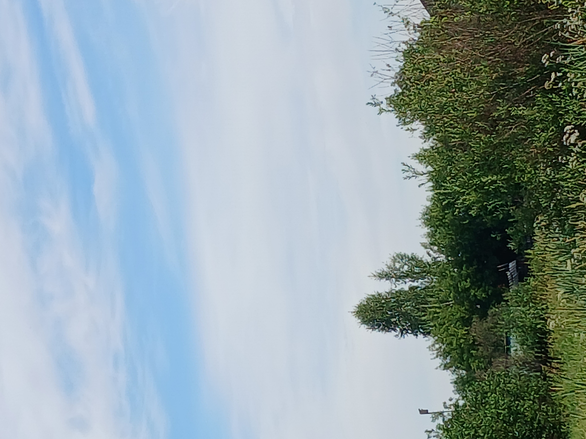 A wide-angle, eye-level outdoor shot captures a bright, partly cloudy sky with a few wispy white clouds against a pale blue backdrop. The lower portion of the frame is dominated by dense green foliage, including trees and bushes. In the mid-ground, a cluster of trees stands out, with a few taller, conical evergreen trees interspersed with deciduous trees. A small, dark, rectangular object resembling a birdhouse is attached to a thin pole on the left side of the frame, partially obscured by foliage. Further to the right, partially hidden by the vegetation, a glimpse of a teal-colored object, possibly a vehicle, is visible. Behind the trees and bushes, a rustic wooden structure with a corrugated roof can be seen. The foreground is filled with a mix of green grass and some white wildflowers. The scene appears to be a rural or semi-rural area, potentially on the outskirts of Prokopyevsk, Russia, given the presence of vegetation and simple structures. There are no people visible in the image.