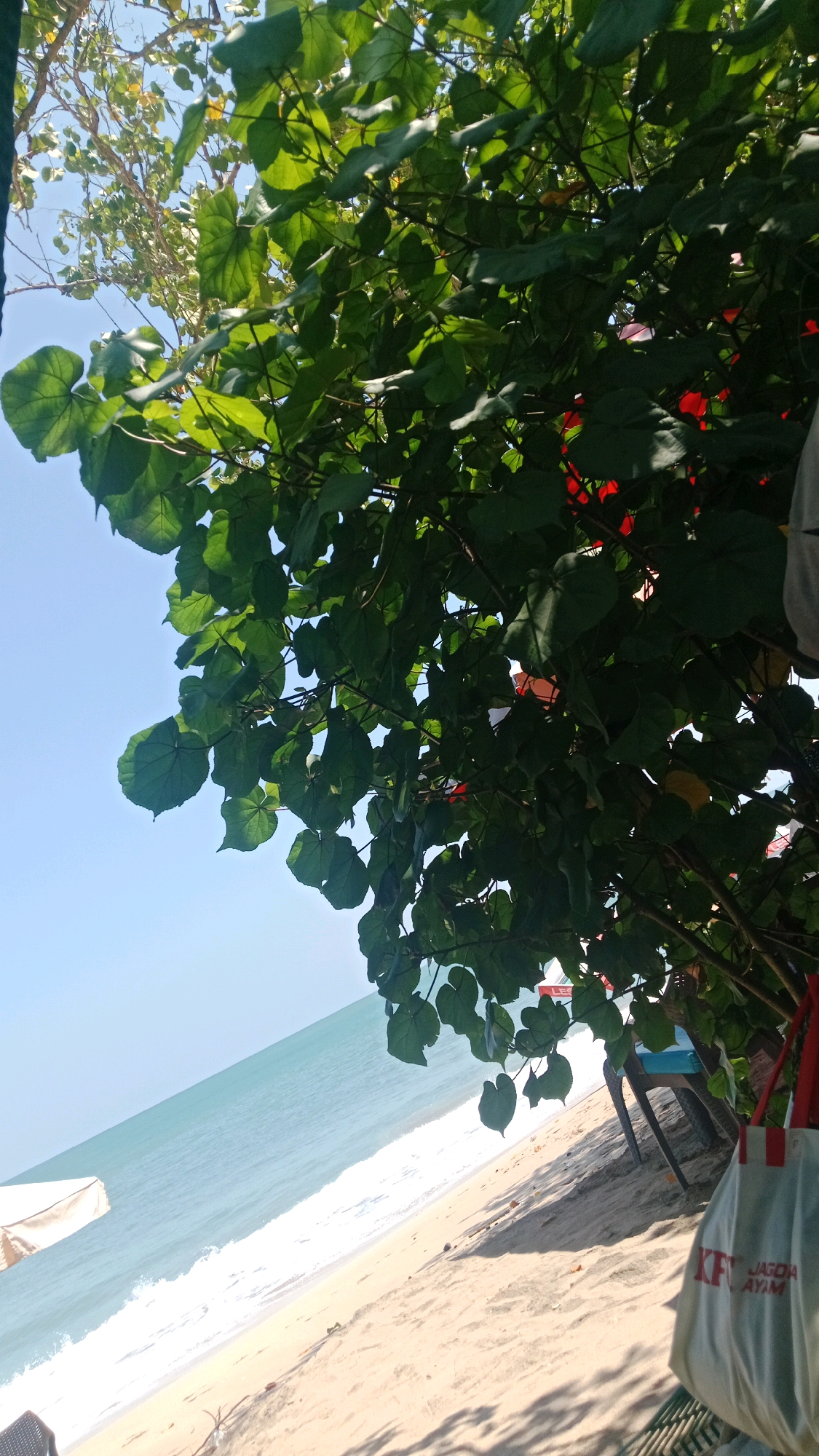 A bright, sunny day at a beach in Kuta, Indonesia, is depicted. The foreground is dominated by the lush green foliage of a tree, with large, heart-shaped leaves casting dappled shadows on the sand. A white tote bag with red straps, featuring the "KFC JAGOIA AYAM" logo, hangs from a branch. The sand is light brown and appears mostly clean, with some scattered debris like small branches. Beyond the sand, the turquoise ocean stretches out, meeting a bright blue sky. Gentle waves are breaking on the shore, creating a white foamy line. A portion of a white umbrella or canopy is visible on the left side of the frame. In the background, through the leaves, there are glimpses of chairs and possibly tables, suggesting a beachside seating area. The image is taken from a low angle, looking upwards towards the sky and the tree canopy.