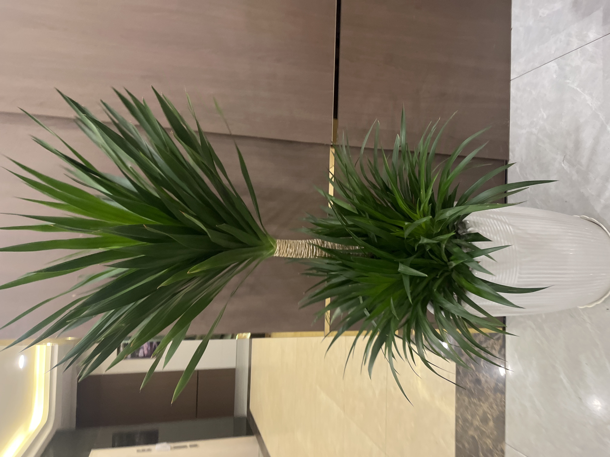 The image depicts a large, potted Dracaena plant with vibrant green, spiky leaves. The plant has a thick, segmented trunk, and it is situated in a white, fluted pot. The pot rests on a white saucer. The plant is positioned indoors, in what appears to be a hallway or reception area. The background consists of a polished floor, a wall with a textured brown panel, and a vertical metallic accent strip. To the left, a lighter-colored tiled floor and a section of a wall with a doorway are visible. The lighting suggests an indoor environment, possibly a commercial or residential building. There are no people or animals present in the image. The scene does not provide any specific geographical indicators to place it in Bac Nha Trang Ward, Vietnam.