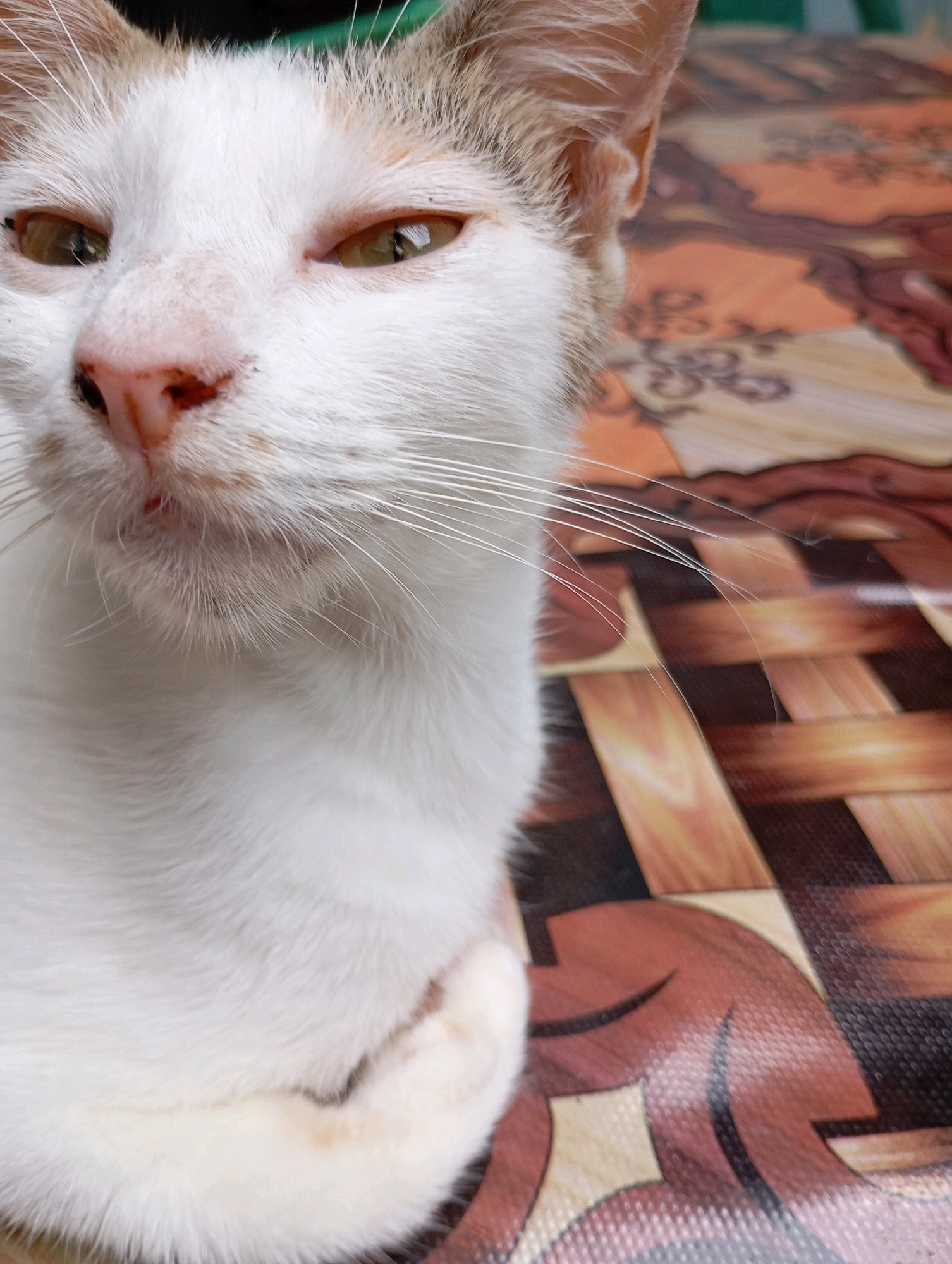 A close-up, eye-level portrait shows a white cat with tan markings near its ears and eyes. The cat's face is partially obscured by the right side of the frame, with its head turned slightly to the left, looking towards the viewer. The cat's eyes are open, with green irises. Its nose is pink with some dark speckles. The cat's white fur is soft and fluffy, and its whiskers are long and white. The cat is resting on a surface with a brown and tan patterned design, possibly a table or mat. The pattern features interlocking shapes resembling wood grain or woven material. The background is out of focus, showing hints of green and brown. The lighting suggests an outdoor or well-lit indoor environment. The scene does not provide any specific information to indicate its location in Balikpapan, Indonesia.
