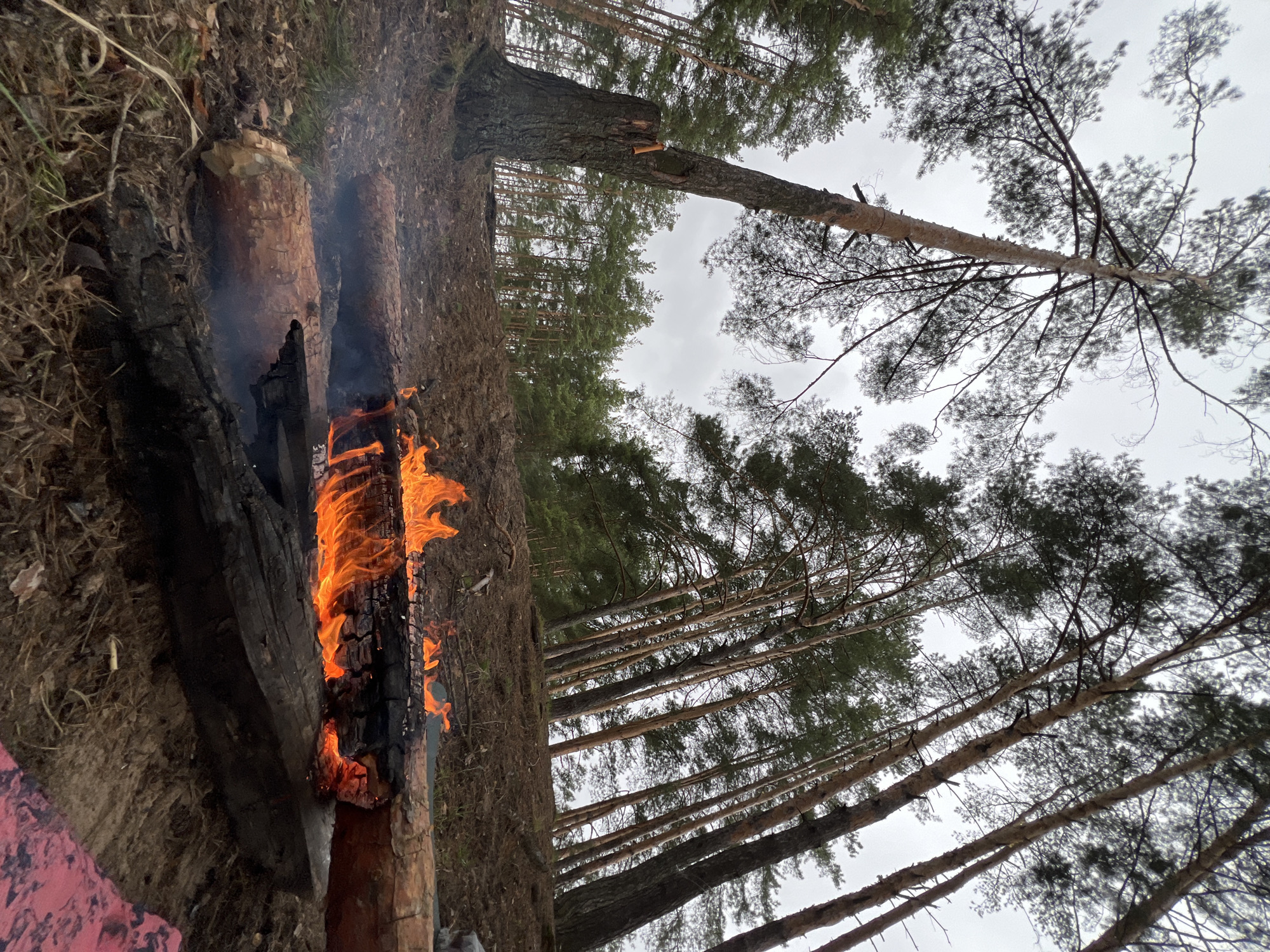 The image depicts a fire burning within a log trench near a forest edge. Tall, slender pine trees dominate the landscape, reaching towards a cloudy sky. The fire is actively consuming the wood, producing flames. The location is inferred to be near Gridino, Russia based on the provided context. There are no people visible in the image.