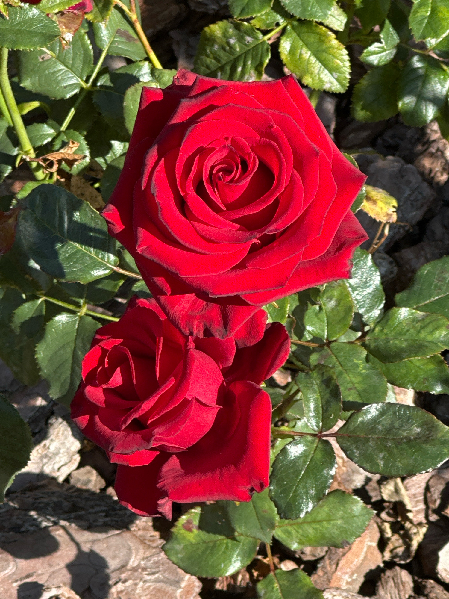 The image shows two vibrant red roses blooming among lush green foliage. The roses are in focus, with the top rose fully open and displaying its intricate petal structure, while the bottom rose is partially open. The background consists of dark, textured mulch and shadows cast by the leaves and sunlight. The image appears to be taken outdoors, possibly in a garden or park. There are no people or animals visible in the image. The lighting suggests it is daytime, with the sun casting distinct shadows. The overall scene is one of natural beauty and floral vibrancy. It is not possible to determine the location within the city of Minsk, Belarus from the provided image.
