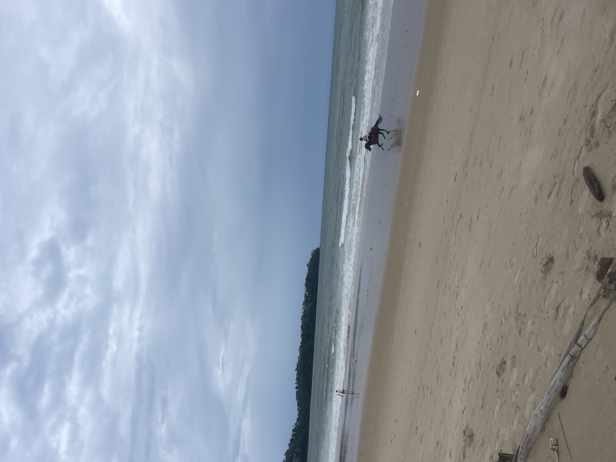 The image depicts a beach scene in Choeng Thale, Thailand. A person is riding a dark horse along the shoreline, with the horse partially submerged in the water. The beach is sandy, and there are scattered pieces of driftwood present. In the distance, a small figure is standing by the water's edge. The water is clear, and the sky is cloudy. Vegetation is visible along the shoreline to the left.