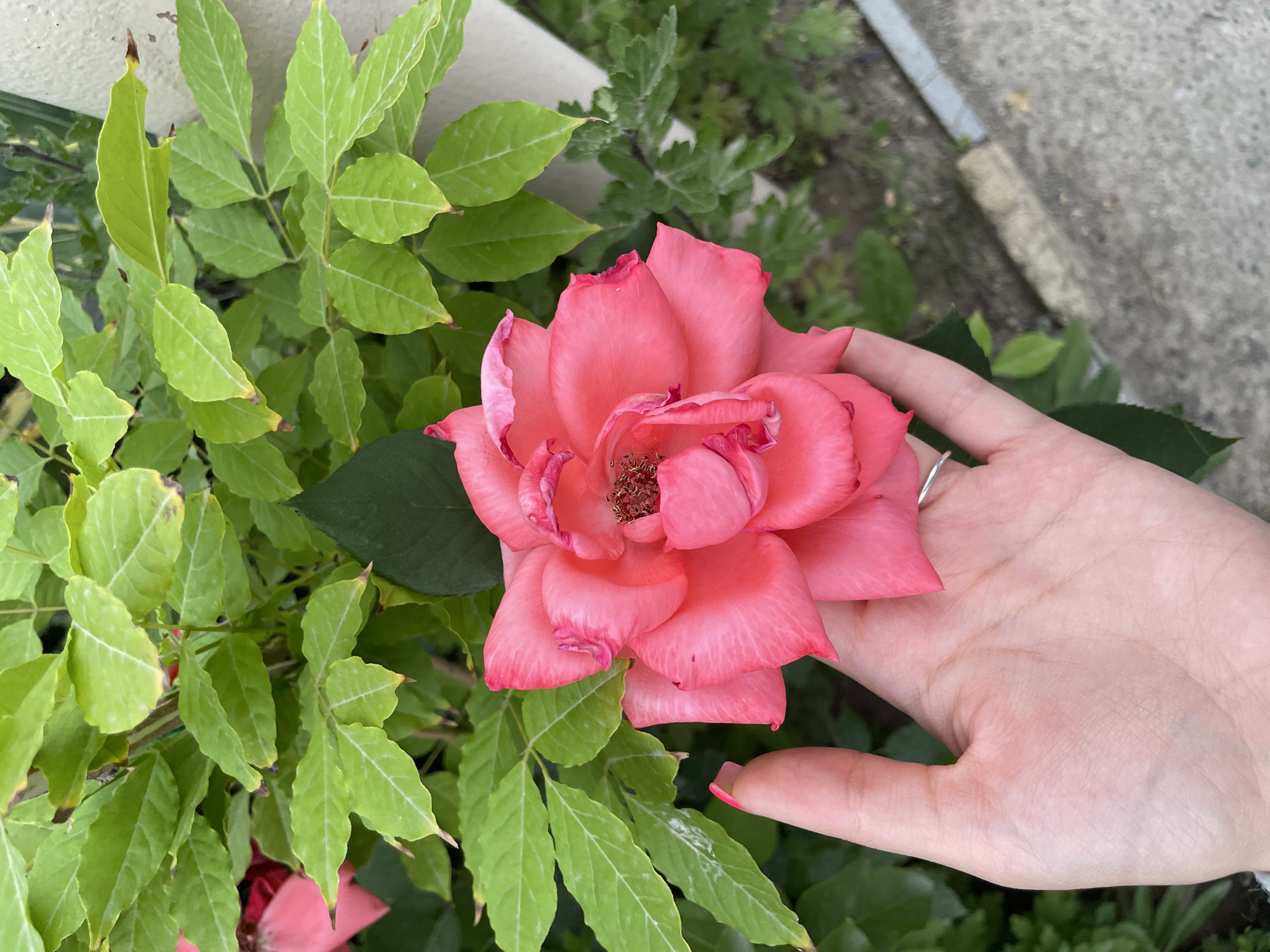 In Armavir, Armenia, a close-up shot captures a vibrant pink rose being gently held by a person's left hand. The rose's petals are unfurling, revealing a textured center with visible stamens. The hand, with manicured nails, supports the delicate bloom. In the background, lush green foliage frames the rose, some leaves showing slight browning at the edges. A light-colored wall and a concrete pathway are also visible, suggesting an outdoor setting, possibly a garden or park. The lighting appears natural, highlighting the rich colors of the flower and surrounding greenery.