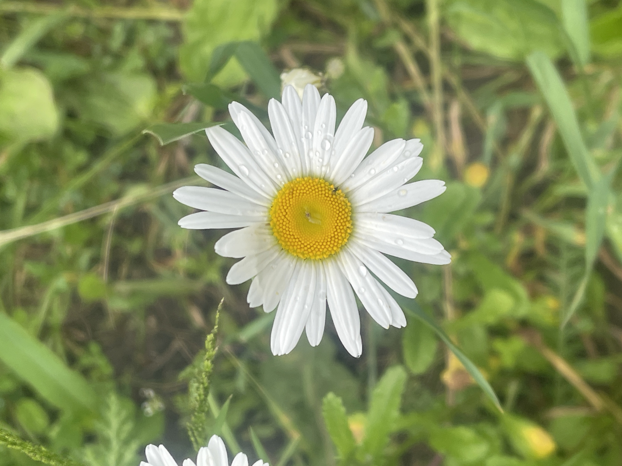 A close-up, eye-level shot captures a vibrant white daisy with a bright yellow center, positioned slightly off-center in the frame. The daisy, a prominent and clear subject, displays numerous delicate white petals radiating outwards, each adorned with glistening water droplets, suggesting recent rain or morning dew. The yellow disc florets forming the flower's core are densely packed and sharply in focus.
The background is a soft, blurred expanse of various shades of green, indicative of lush foliage, grass, and other vegetation. This bokeh effect emphasizes the daisy, drawing the viewer's attention directly to the flower. Hints of other green plant textures and possibly distant, out-of-focus small yellow flowers can be discerned in the soft background.
The lighting suggests natural daylight, possibly morning given the presence of dew. The overall scene conveys a fresh and natural outdoor setting, likely a field or meadow in Poltava, Ukraine. There is no specific activity taking place, nor is any text visible in the image. The mood evoked is one of serenity and natural beauty.