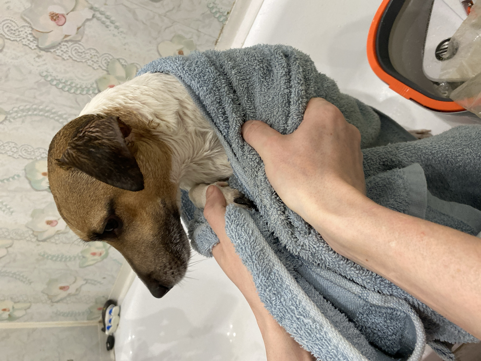 A medium, indoor shot depicts a dog being dried with a light blue towel. The dog has a brown head, white fur on its neck and body, and is being held and dried by a person with pale skin and visible arm hair. A white bathtub is visible beneath the dog. Behind the dog's head is a wallpaper with white flowers. To the right of the dog is an orange and gray object. A blue and white object is suctioned to the side of the tub. The scene appears to be in a bathroom. There is no information to confirm this image was taken in Noviy, Russia.