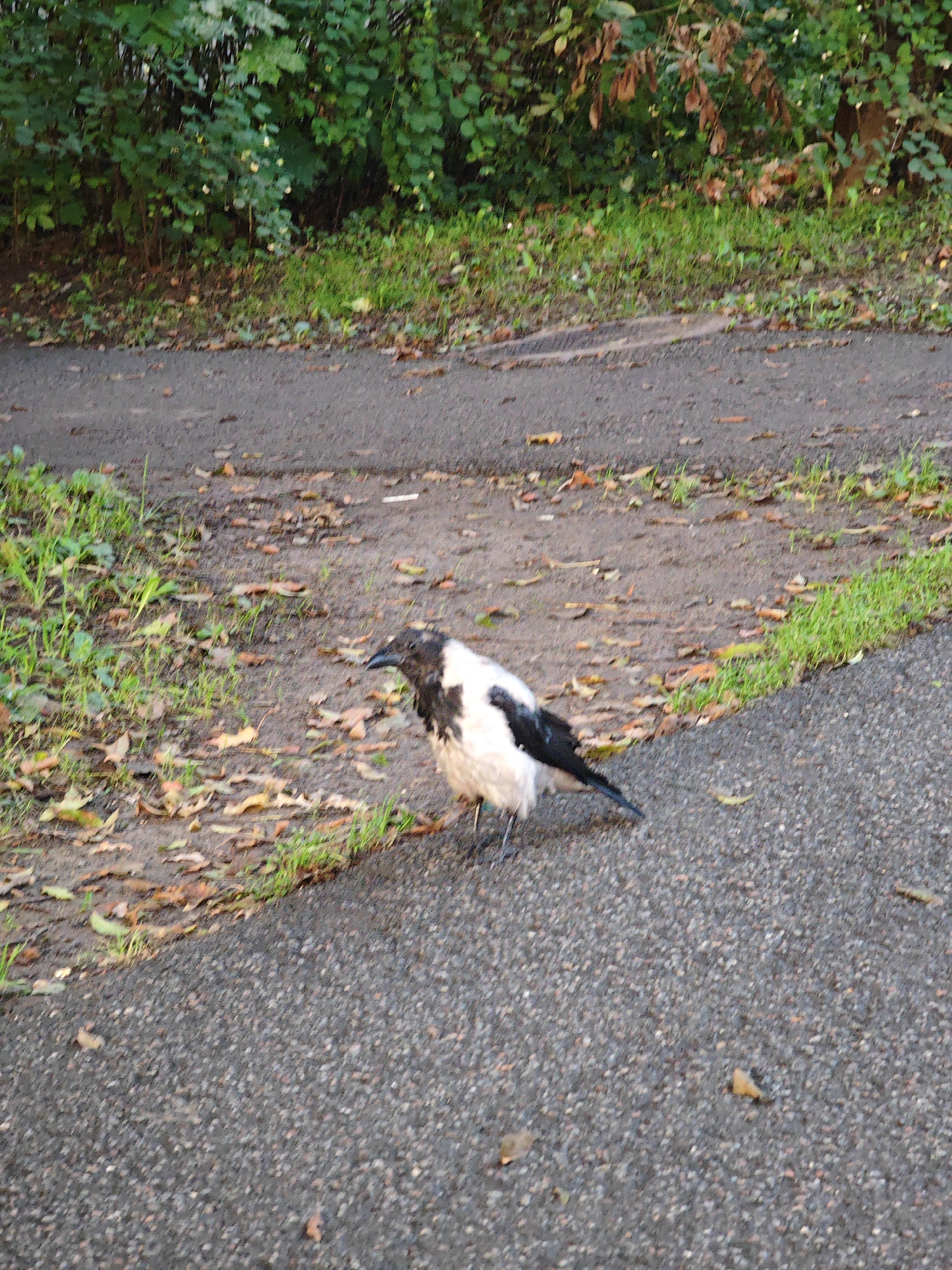 A black and white bird stands on a paved path next to a grassy area with fallen leaves. Behind the path is a dense line of green foliage. The scene appears to be an outdoor walkway in a park or wooded area. There are no people or buildings visible in the image. The lighting suggests it is daytime, possibly overcast given the lack of harsh shadows.
