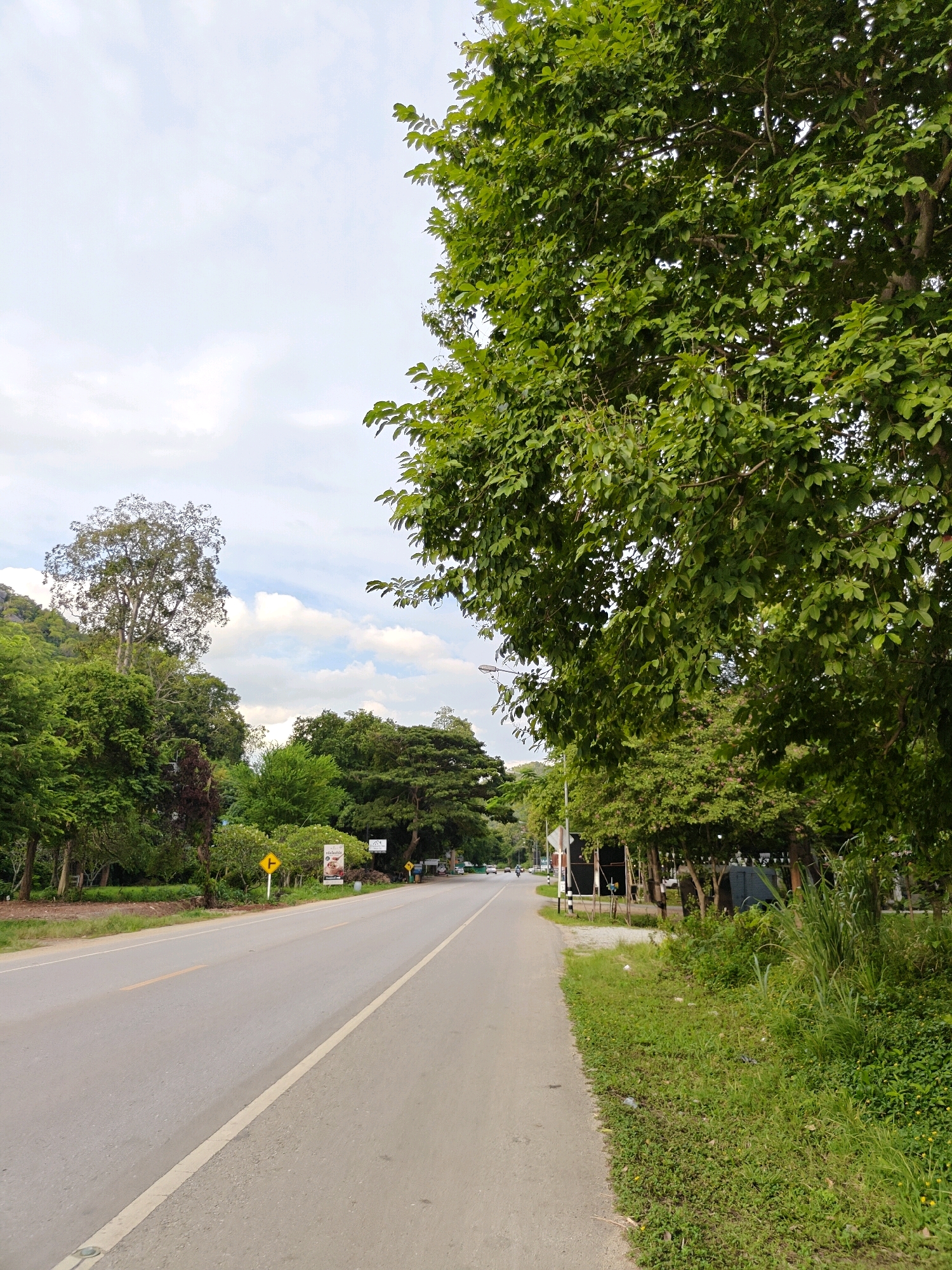 The image depicts a two-lane asphalt road winding through a lush, green environment, likely in Khao Yai, Thailand. On the right side of the road, a large tree with abundant green foliage dominates the foreground, its branches extending over the pavement. A narrow strip of grassy verge with scattered weeds and some litter runs alongside the road. Beyond the verge, a few parked structures or tents are visible, partially obscured by trees.
On the left side of the road, a wider expanse of greenery lines the pavement, featuring various trees and bushes. A prominent tall tree with a lighter colored trunk stands further back, possibly on a slope or hill. Several yellow road signs are visible, including a T-junction sign and another sign with text and an image. The sky above is a mix of light clouds against a pale blue background. A few vehicles are visible in the distance on the road, suggesting it is a moderately used route. The overall scene conveys a sense of a rural or semi-rural setting with abundant natural vegetation adjacent to a paved road.