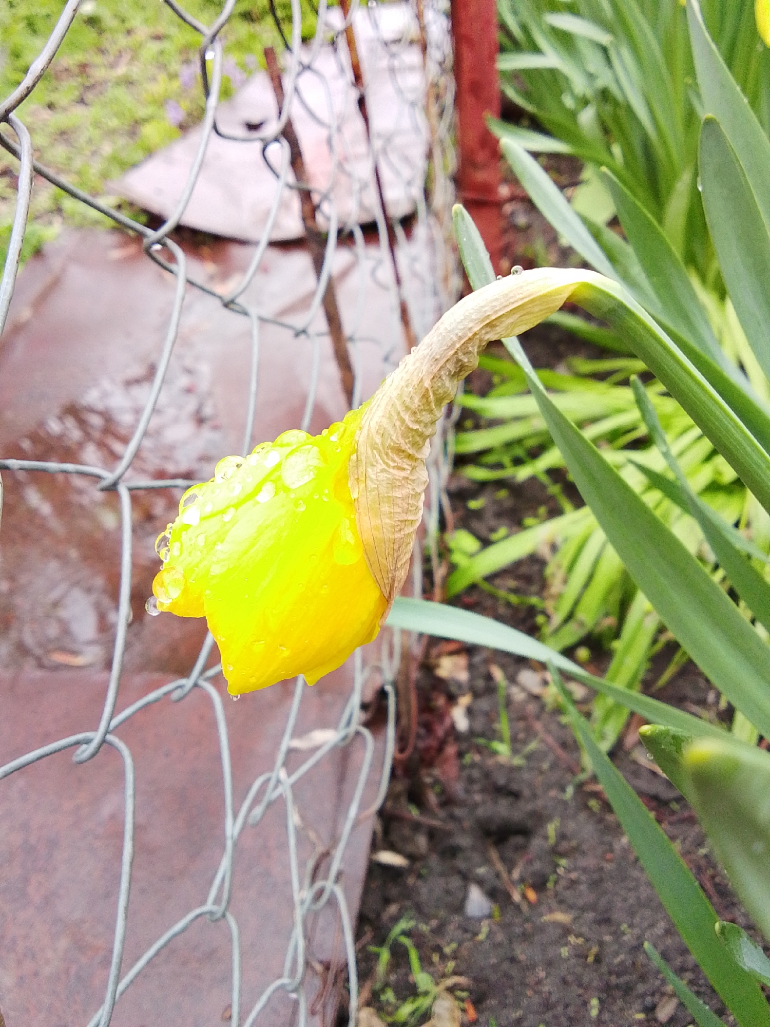 This close-up outdoor photograph features a vibrant yellow daffodil bud, heavily adorned with numerous glistening water droplets, indicating a recent rain shower. The bud remains mostly closed, with its characteristic light brown, papery spathe visible at the base. The daffodil is surrounded by its long, green, sword-like leaves, some of which also carry small water droplets.
In the foreground, a wire mesh fence, appearing weathered and possibly rusted, diagonally crosses the left side of the frame. Small water beads cling to its grey metal strands. Behind the fence, on the left, a blurry, wet, reddish-brown surface is visible, possibly a path or a sheet of metal. The ground around the daffodil consists of dark, moist soil. Further in the background, out of focus, are more green foliage and hints of other plants, suggesting a garden or natural setting. A reddish-brown vertical element is faintly visible in the middle-ground behind the fence.
The scene captures a serene moment immediately after rainfall, emphasizing the freshness and delicate beauty of nature. The light appears soft and diffused, characteristic of an overcast day. The abundant water droplets are a notable detail, creating a sparkling effect on the daffodil and leaves. The presence of the daffodil suggests it is springtime in Khlevnoye, Russia. There is no visible text in the image.