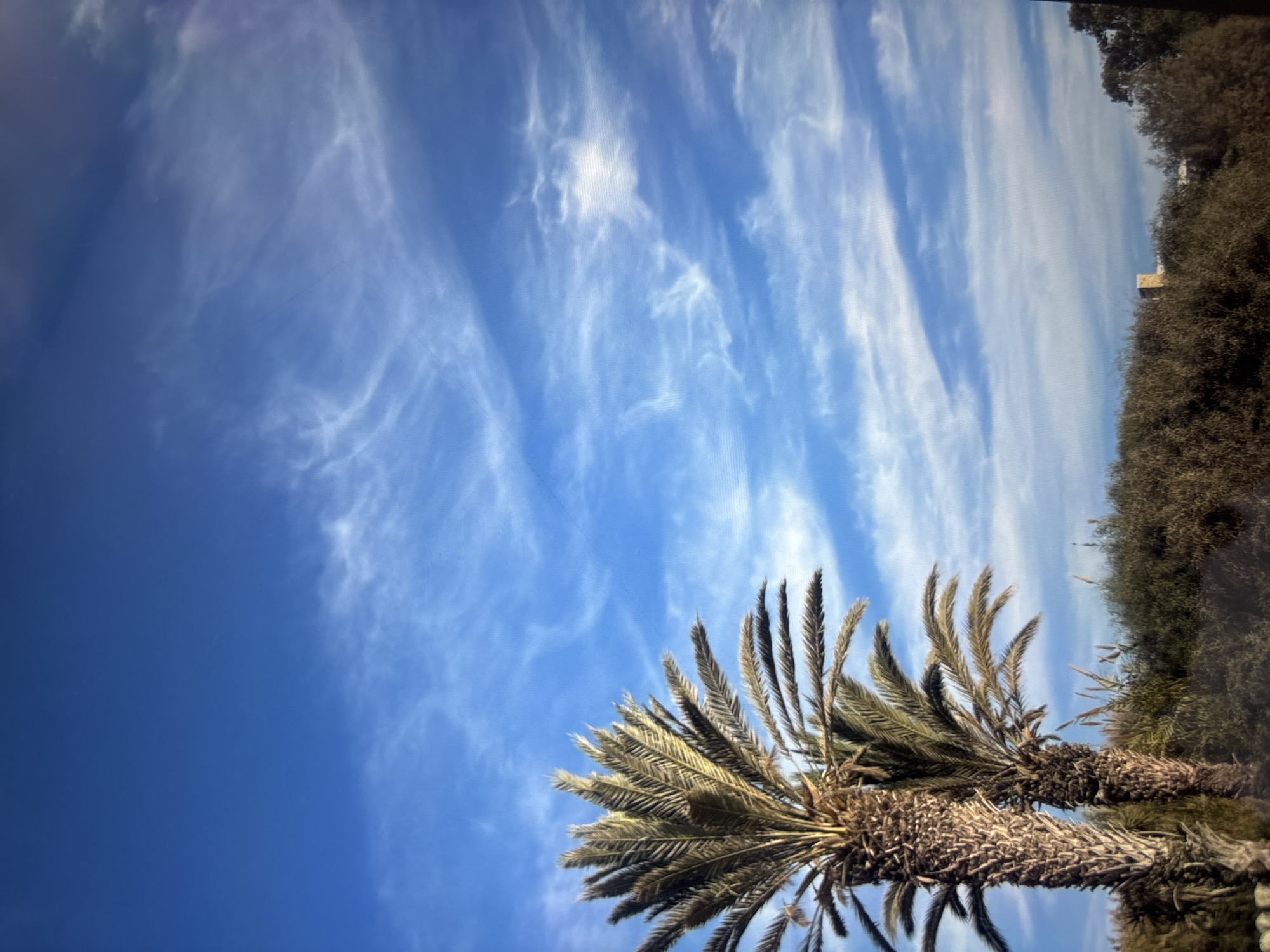 The image shows a clear blue sky with high-altitude cirrus clouds, juxtaposed with the fronds of two palm trees in the foreground and a dense tree line along the right edge of the frame. A light-colored structure is visible in the distance, nestled within the trees. The location is Unknown, Unknown.