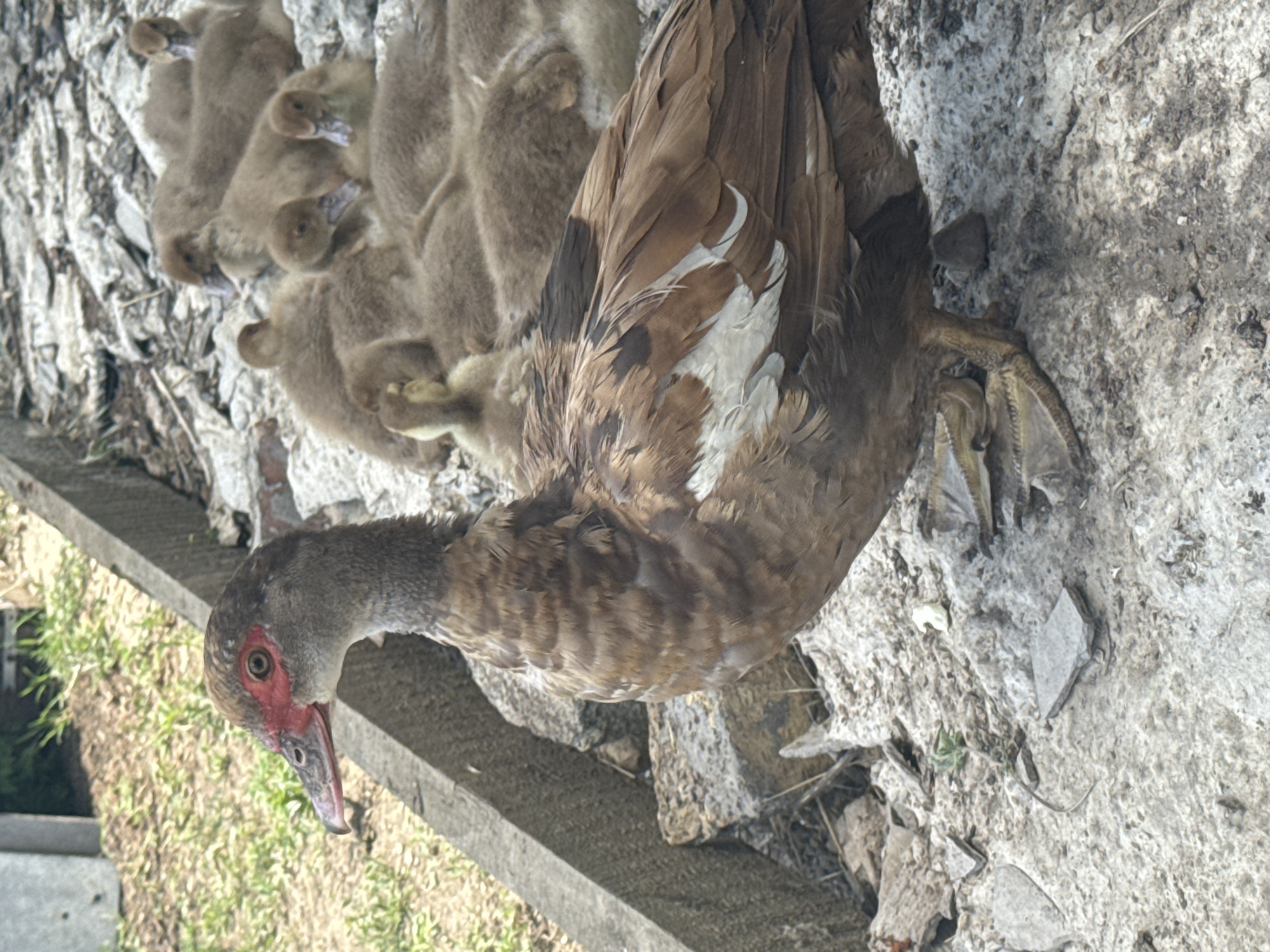 A Muscovy duck and several ducklings are gathered on a rocky, outdoor surface. The adult duck, brown and white with red facial caruncles, stands in the foreground, facing left. Behind it, a cluster of fluffy, brown ducklings are nestled together. The environment appears to be a rough, outdoor area with scattered rocks and debris, possibly an urban periphery. The lighting suggests daylight conditions.