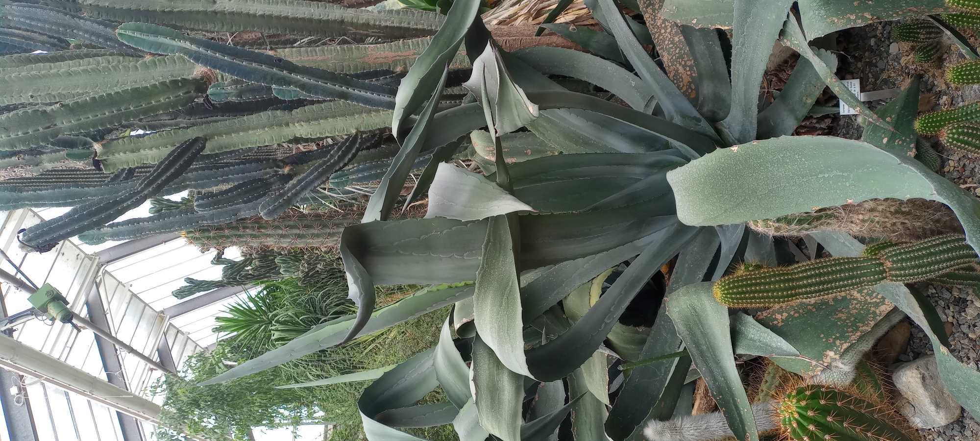 The image shows a close-up view of a variety of cacti and succulents in a greenhouse. In the foreground, a large agave plant with broad, fleshy leaves dominates the scene. To its left and right, smaller cacti are visible, some with prominent spines and others with a more fuzzy appearance. In the background, several tall, columnar cacti stand upright, their ribbed surfaces clearly visible. The plants are arranged on a rocky substrate, and a portion of a greenhouse roof with supporting beams and a light fixture can be seen at the top of the image. The overall impression is of a densely planted collection of desert flora.