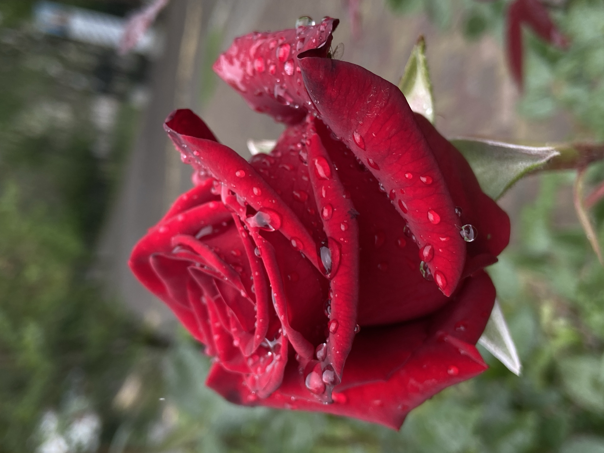 A close-up photograph shows a red rose covered in water droplets, likely taken in Unknown, Unknown, based on the implied lack of geographical information. The rose is the primary subject, its petals tightly coiled and vibrant red. Numerous water droplets cling to the petals, reflecting light. The background is blurred, showing green foliage and a hint of a gray structure, possibly a building or road.