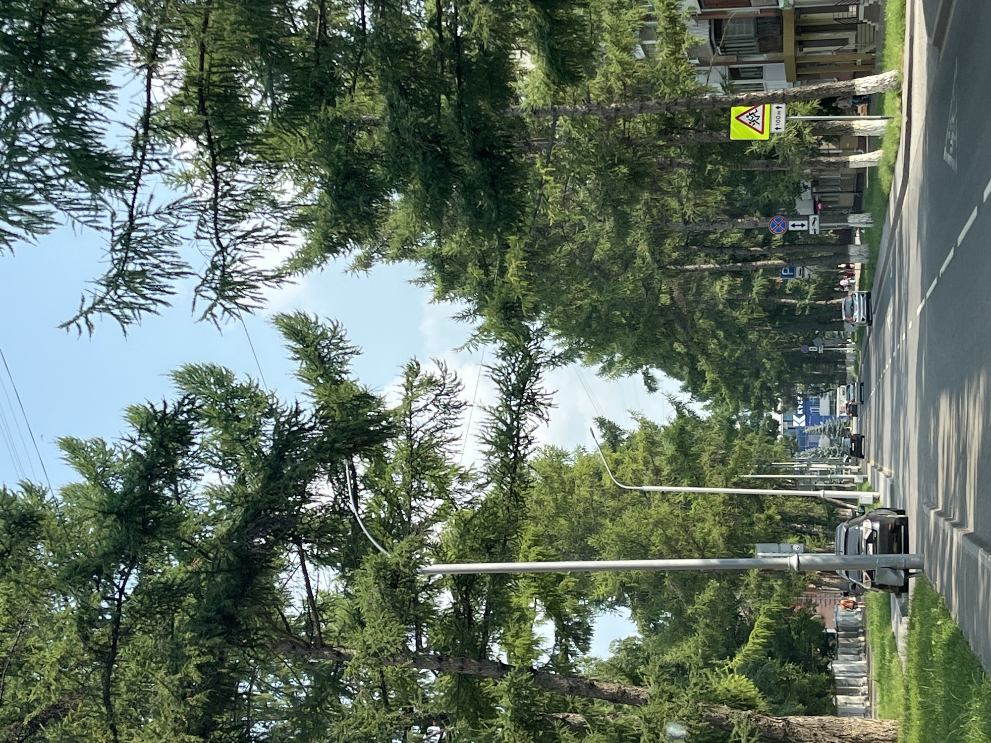 The image depicts a street scene in Kemerovo, Russia, with a clear blue sky overhead. A road runs through the center, lined with tall, mature coniferous trees that cast shadows on the asphalt. Several vehicles are visible on the road, including a black Subaru Impreza parked on the side. Sidewalks flank the road, with patches of green grass and some buildings visible in the background. A pedestrian is walking on the grass verge on the left side of the street. Streetlights and traffic signs are present, including a yellow diamond-shaped sign indicating a pedestrian crossing ahead with a distance of 100 meters. The trees' branches hang over the street, creating a tunnel-like effect. The buildings in the background appear to be residential, with balconies and windows. The overall impression is a well-maintained urban environment with abundant greenery.