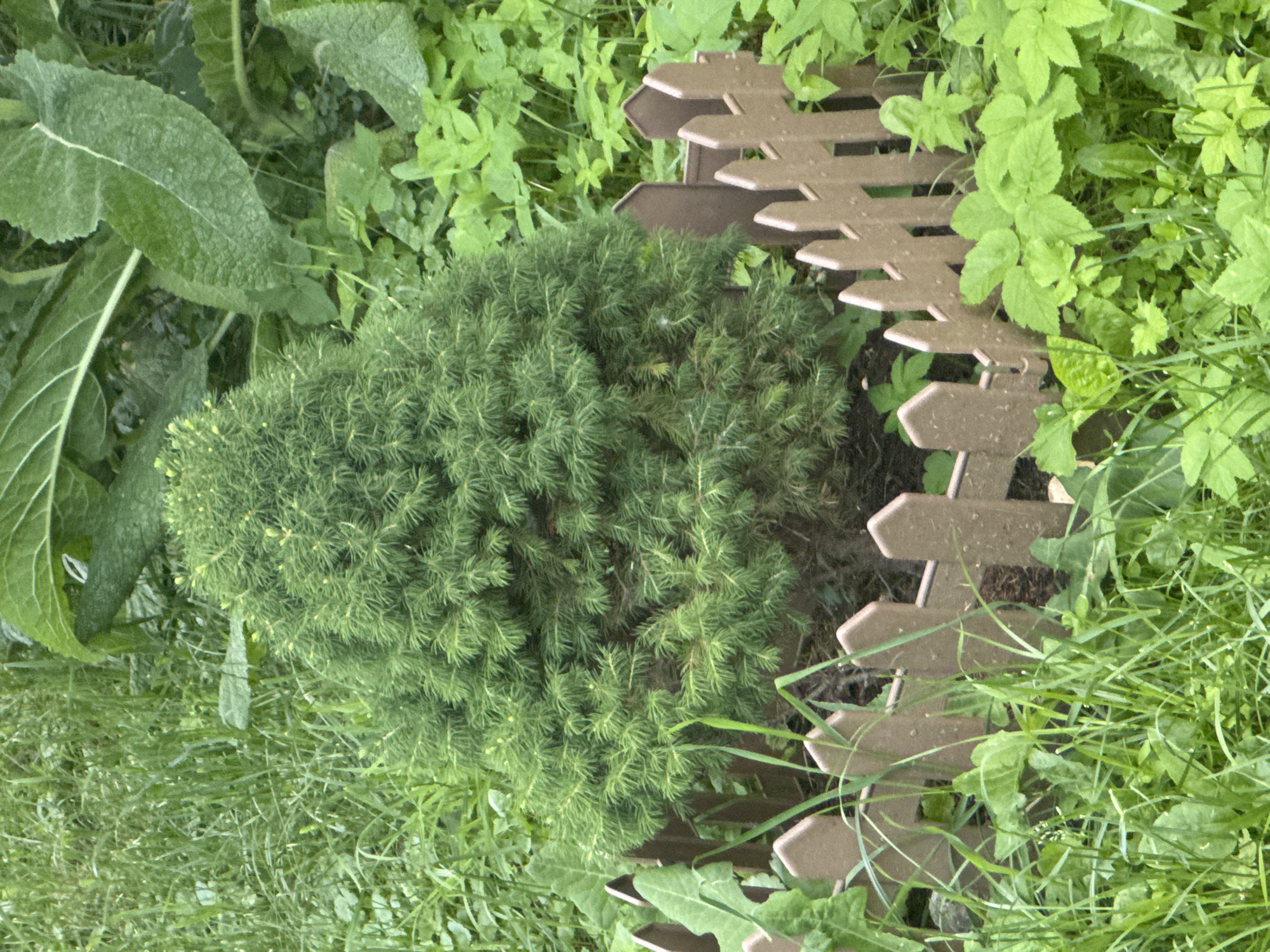 The image captures a close-up, top-down view of a small, conical evergreen shrub, likely a dwarf conifer, nestled within a garden. The shrub is dense and vibrant green, with finely textured foliage. It is partially enclosed by a decorative, light brown plastic fence, designed to resemble a picket fence with arrow-shaped tops. The fence curves around a portion of the shrub, creating a defined border within the garden.
Surrounding the shrub and the fence is an abundance of lush green foliage. Various types of plants, including broad-leaved plants with prominent veins and delicate, smaller-leafed greenery, create a naturalistic and slightly wild setting. Some of the larger leaves appear to be from a thistle or a similar plant, characterized by their textured surfaces and strong midribs. The ground beneath the plants is not clearly visible, but appears to be soil.
The lighting suggests it is daytime, with the sun illuminating the scene and casting subtle shadows. The overall impression is that of a well-maintained garden space, perhaps a small decorative feature. The setting appears to be outdoors, likely in a residential garden. There is no text visible in the image. The context provided indicates the location is Khimki, Russia, which aligns with the type of garden flora and the decorative fence style. The image evokes a sense of natural beauty and tranquility.