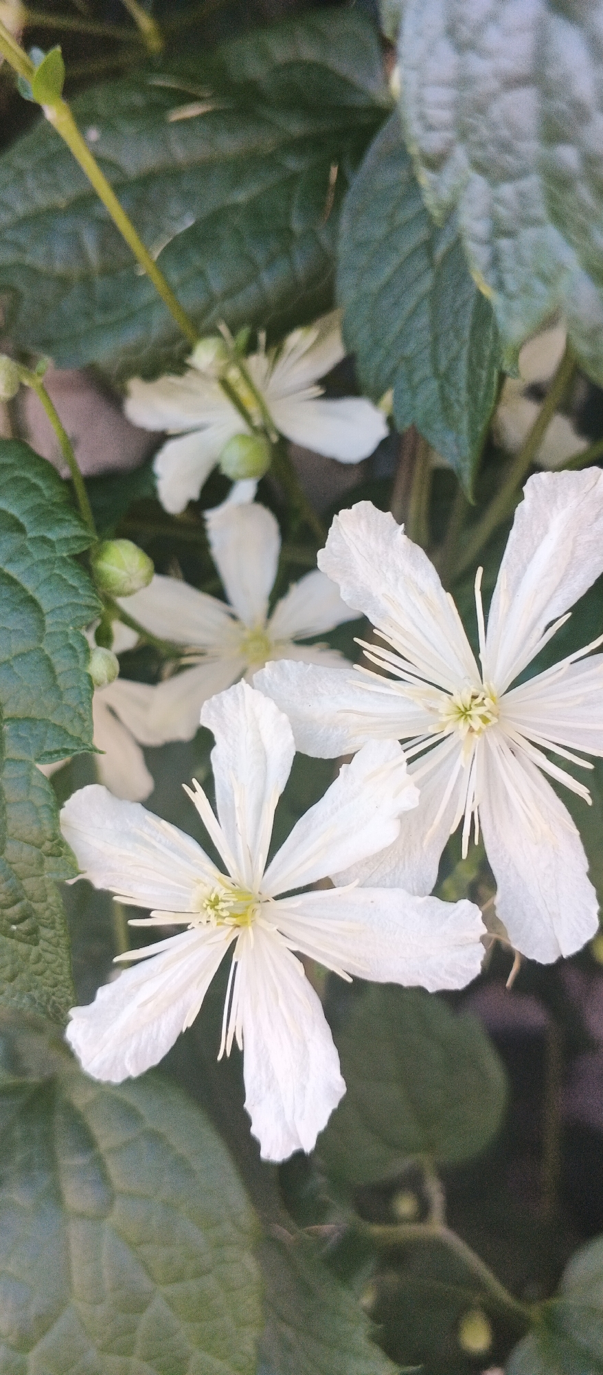 The image shows a close-up of several white clematis flowers and green leaves. The flowers have numerous delicate petals and prominent stamens. Several unopened buds are also visible. The background consists of blurred green foliage and a dark surface, possibly a wall or ground. The scene appears to be outdoors, in a garden or natural setting. There is no indication of the specific location in the city of Smila, Ukraine, within the image itself.