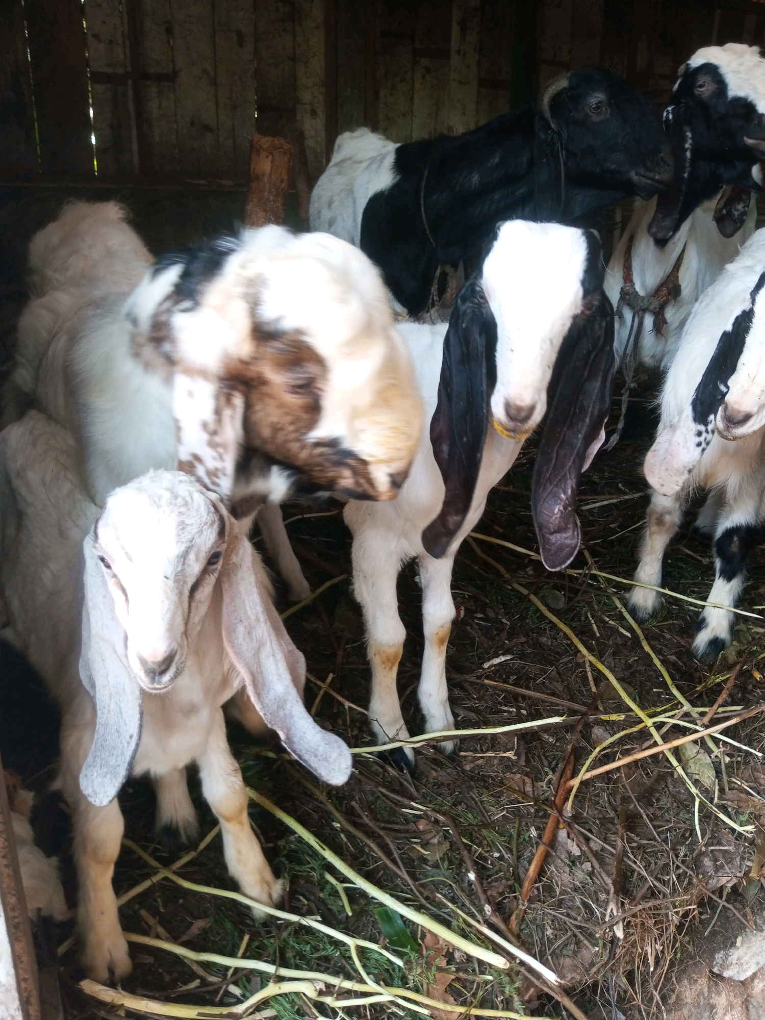 A group of goats, varying in color from white to black with brown markings, are standing in a rustic enclosure, likely a barn or pen. The enclosure appears to be made of rough wooden planks. The goats have long, floppy ears, and some are wearing simple rope halters. The ground is covered with dirt and dry vegetation, including straw and twigs. The lighting suggests it is daytime, with some sunlight filtering into the enclosure. The overall scene depicts livestock in a rural setting in Karangsari, Indonesia.