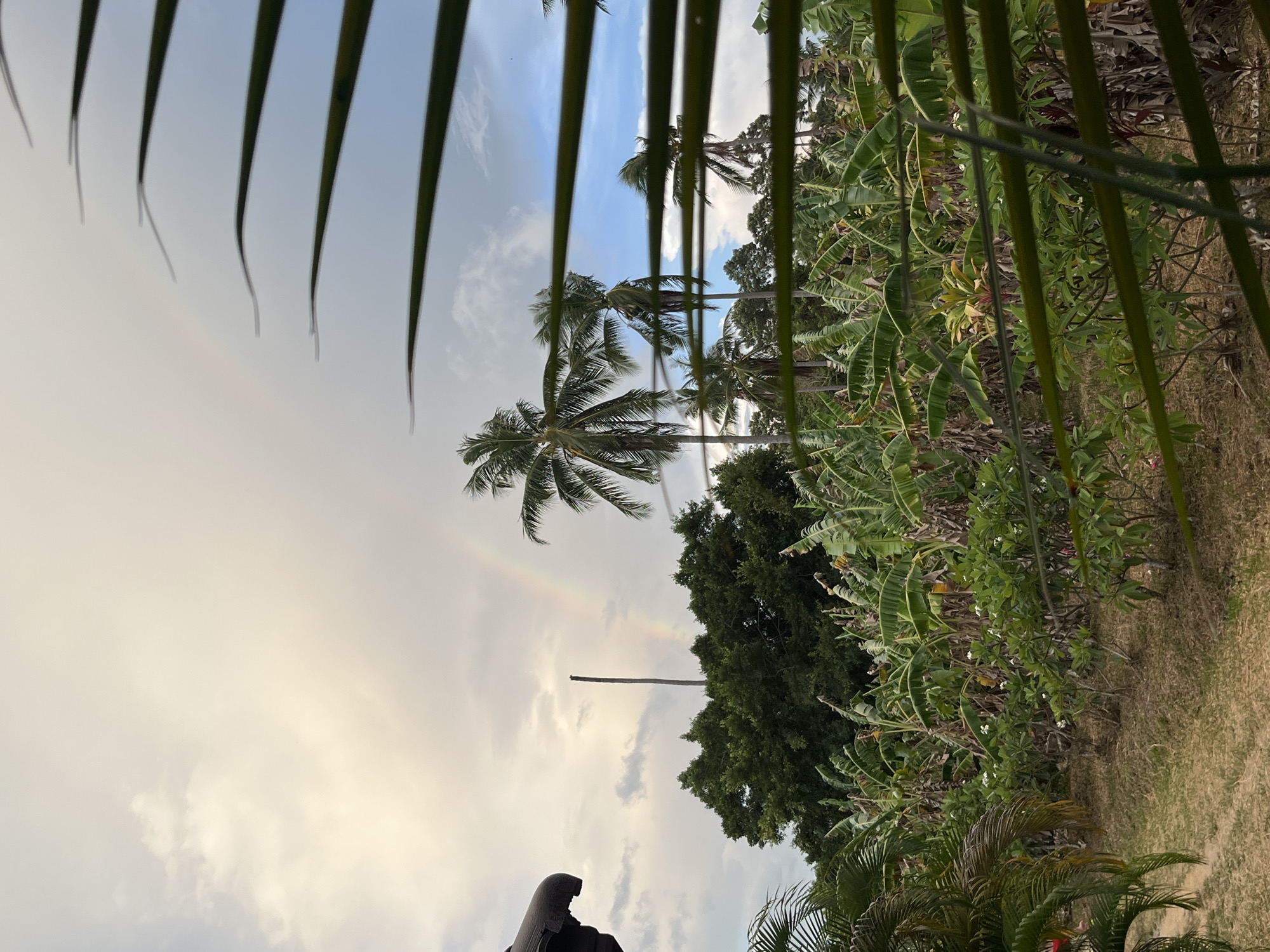 The image shows a partially obscured view of the sky with a rainbow visible, framed by palm tree fronds and other tropical vegetation. Palm trees are prominent in the mid-ground. There is a mixture of trees, bananas plants and shrubs on the right side. The background is dominated by cloudy sky. The location is assumed to be Baan Mae Nam, Thailand based on the user request.
