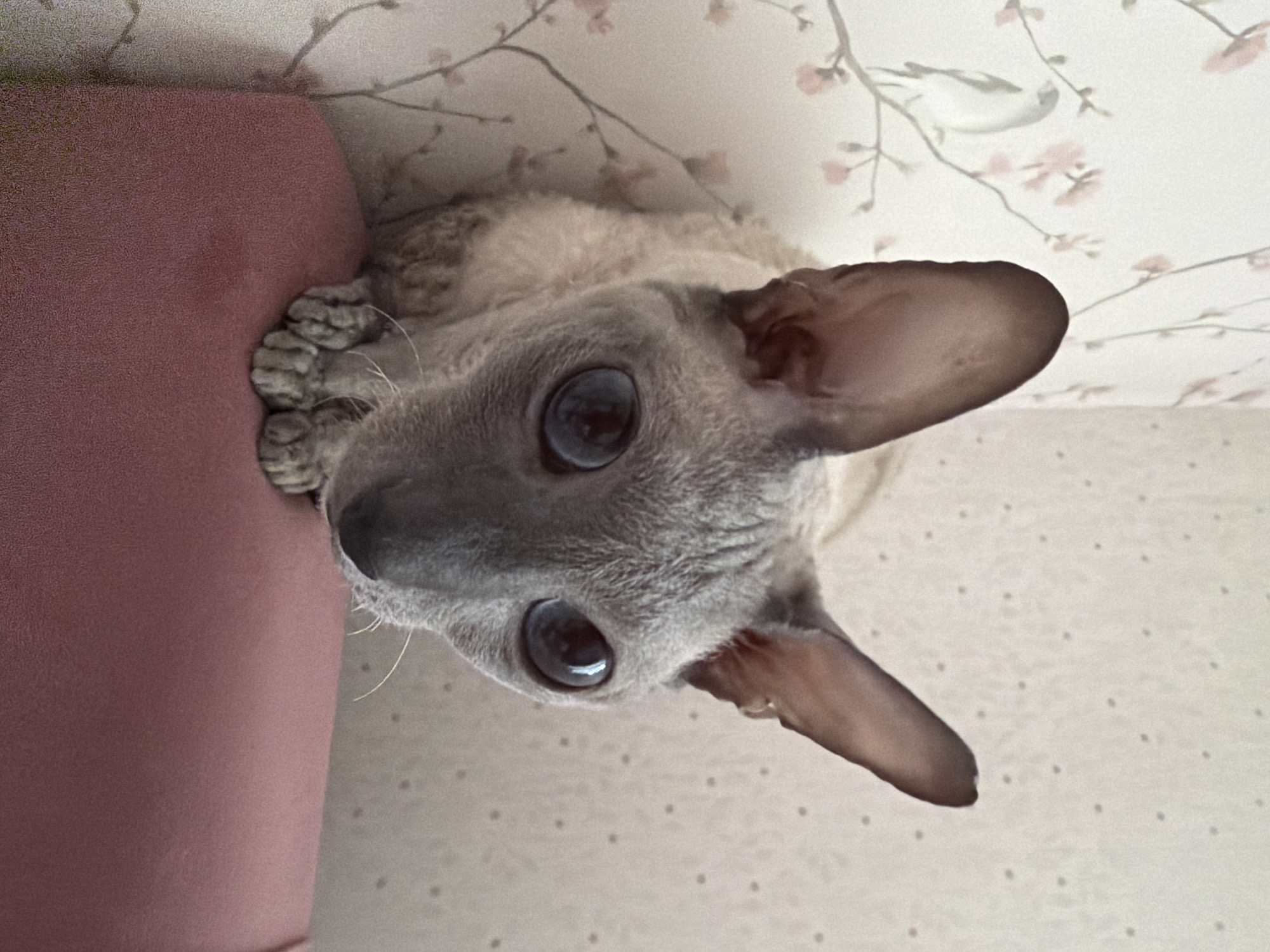 A close-up, eye-level shot features a Cornish Rex cat with large, dark blue eyes and prominent ears. The cat has a slender, greyish-tan body and is perched on a pink surface, likely a cushion or piece of furniture. The background consists of a wall with a light-colored wallpaper. The left side of the wall has a floral pattern with pink flowers and a bird illustration. The right side of the wall has a more subtle pattern of small, dark dots. The lighting suggests an indoor setting. No specific location in Moscow, Russia, can be determined from the image.