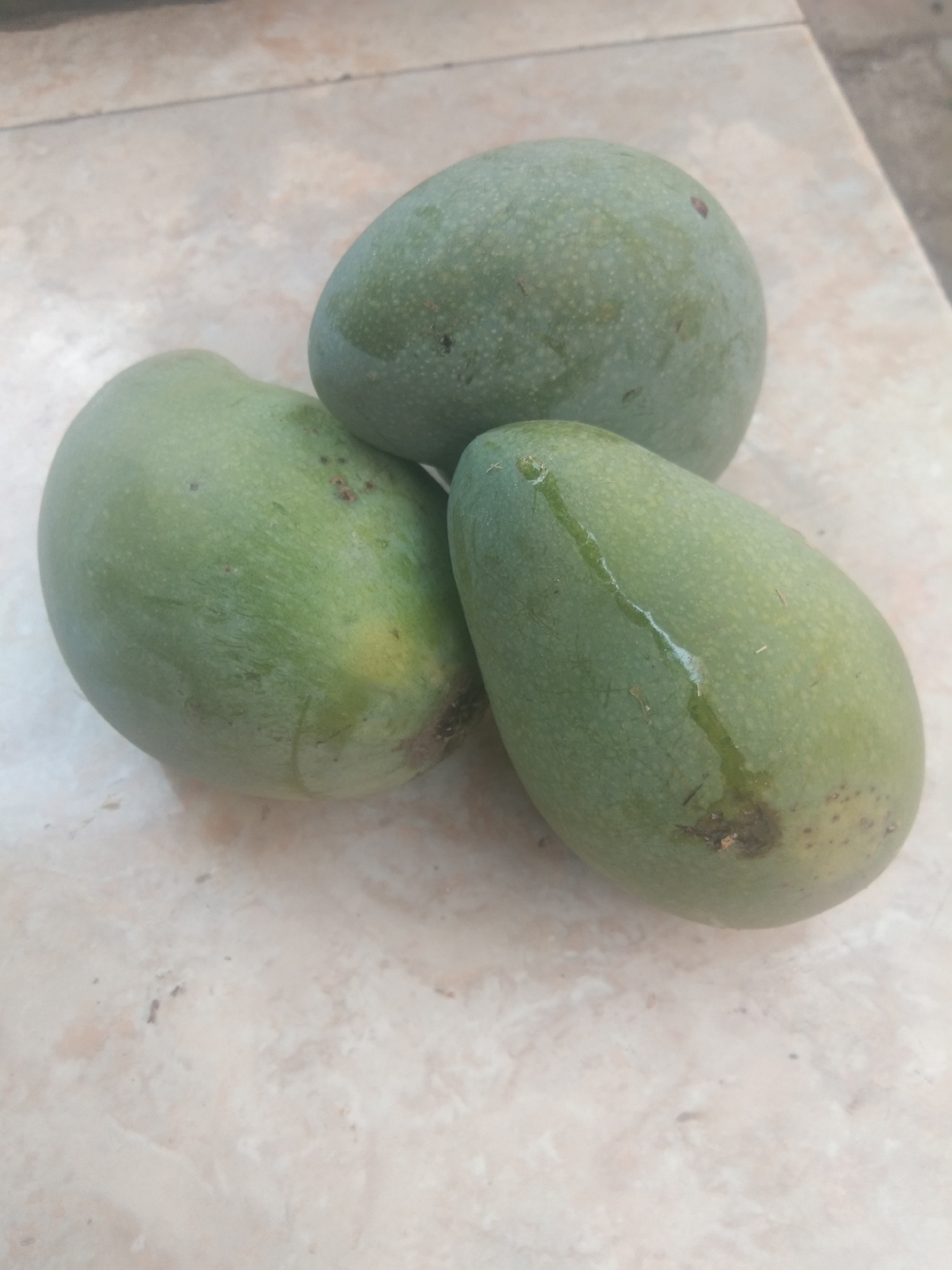 Three unripe green mangoes are arranged in a cluster on a light-colored tiled surface. The mango on the left is slightly out of focus, while the other two are sharper. One of the mangoes in the center has a visible streak of moisture or sap running down its surface, and all three exhibit some brown spotting and minor blemishes on their skin. The background shows the texture of the tiled surface, with variations in light and shadow. The scene appears to be outdoors, possibly in a yard or on a patio, given the lighting and the nature of the tiling. The image was taken in Sukodono, Indonesia.