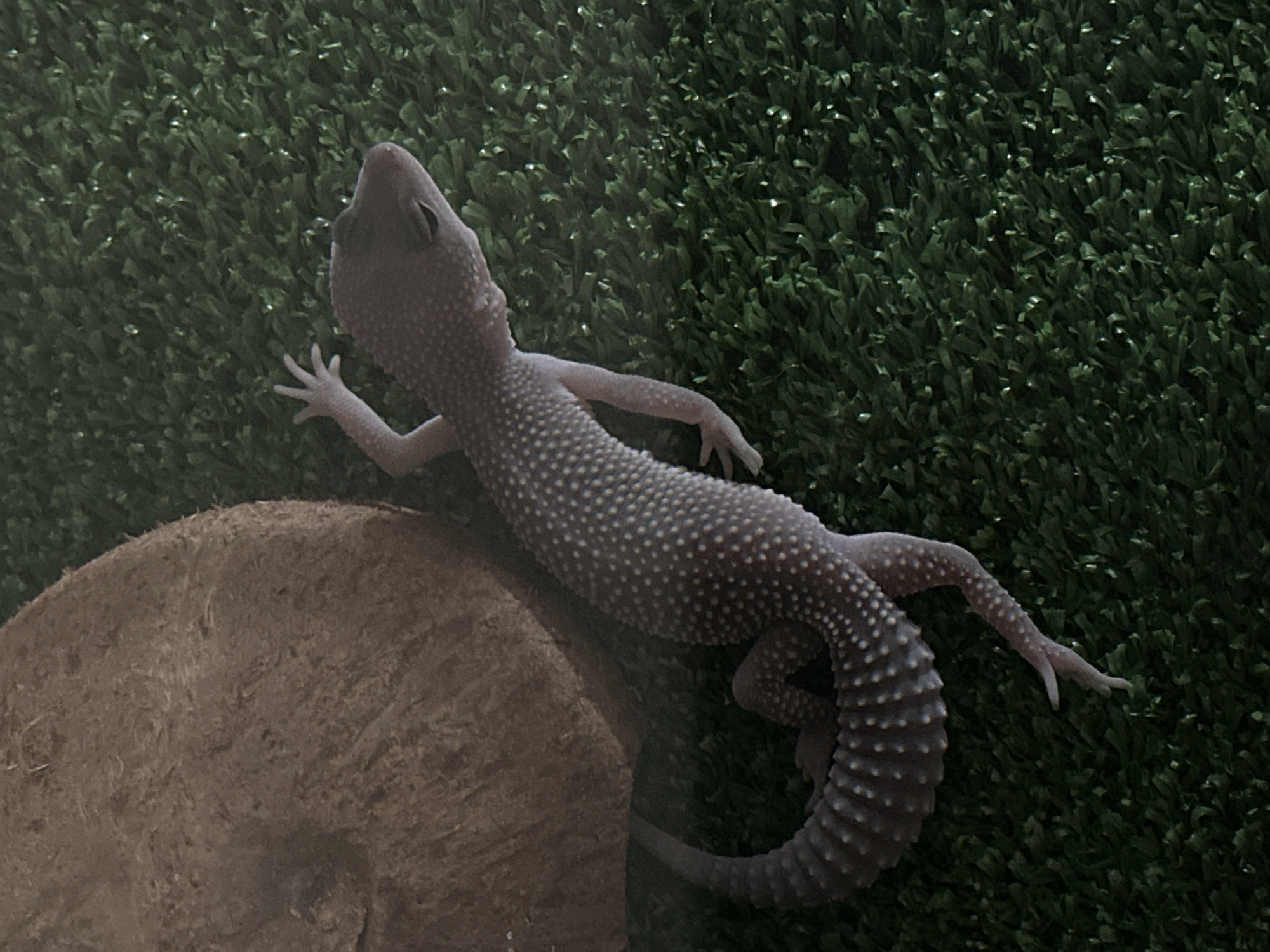 A juvenile leopard gecko with pale skin and white speckles is on a textured green surface that resembles artificial grass. The gecko is positioned diagonally, with its head facing towards the upper right corner of the frame. Its body is elongated, and its tail is curled towards the lower left. The gecko's limbs are visible, with its front left leg extended upwards. Partially visible in the upper left quadrant is a large, textured, brown object, appearing to be a coconut shell. The lighting in the image is dim, casting shadows that obscure some details of the gecko and its surroundings. There is no indication of the city of Shchyolkovo, Russia, within the image or its context.