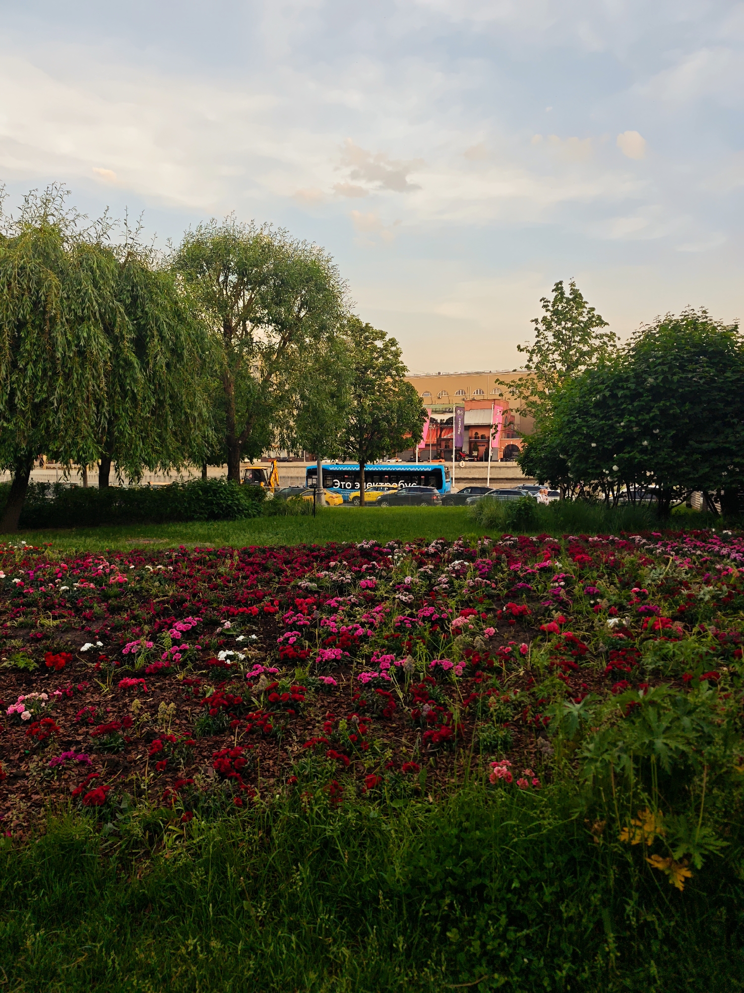 The image captures an outdoor scene featuring a vibrant flower bed, lush greenery, and an urban backdrop. In the immediate foreground, a strip of dark green grass leads to a large, densely planted flower bed. This bed is filled with numerous small flowers, predominantly in shades of red and pink, with scattered white blossoms, growing from dark brown soil or mulch.
Behind the flower bed, another expanse of green grass is visible, followed by a row of mature trees. On the left, several weeping willows with long, cascading leaves dominate the view, while other deciduous trees with rounded canopies are seen further right. Through and above the trees, a street is visible, where several dark-colored cars are parked or in motion. A prominent blue electric bus, with the Cyrillic text "ЭТО ЭЛЕКТРОБУС" (meaning "THIS IS AN ELECTRIC BUS") clearly visible on its side, is also on the street. A bright yellow construction vehicle is partially visible behind the bus.
In the background, a large building with a light orange or pink facade and multiple arched windows stands. The sky above is a soft, light blue with wispy white and light peach-tinted clouds, suggesting either early morning or late afternoon light. The overall atmosphere is calm and pleasant, with the natural elements providing a contrast to the urban infrastructure. No specific human activity is clearly depicted, creating a tranquil, everyday street and park scene.