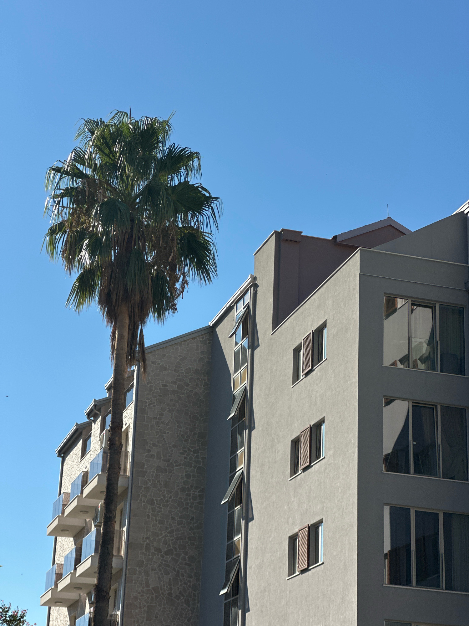 A tall palm tree with dense fronds stands in front of a modern, multi-story building with a light gray, stucco-like facade. The building features multiple balconies with glass railings and windows, some of which are open. To the left of the palm tree, a portion of another building with a stone-patterned facade and more balconies is visible. The scene is set against a clear, bright blue sky. The photograph appears to be taken from a low angle, looking up at the structures and the sky. The presence of the palm tree and the architectural style suggest a Mediterranean or coastal urban environment, likely in the city of Budva, Montenegro, known for its beaches and modern developments. There are no people visible in the image.