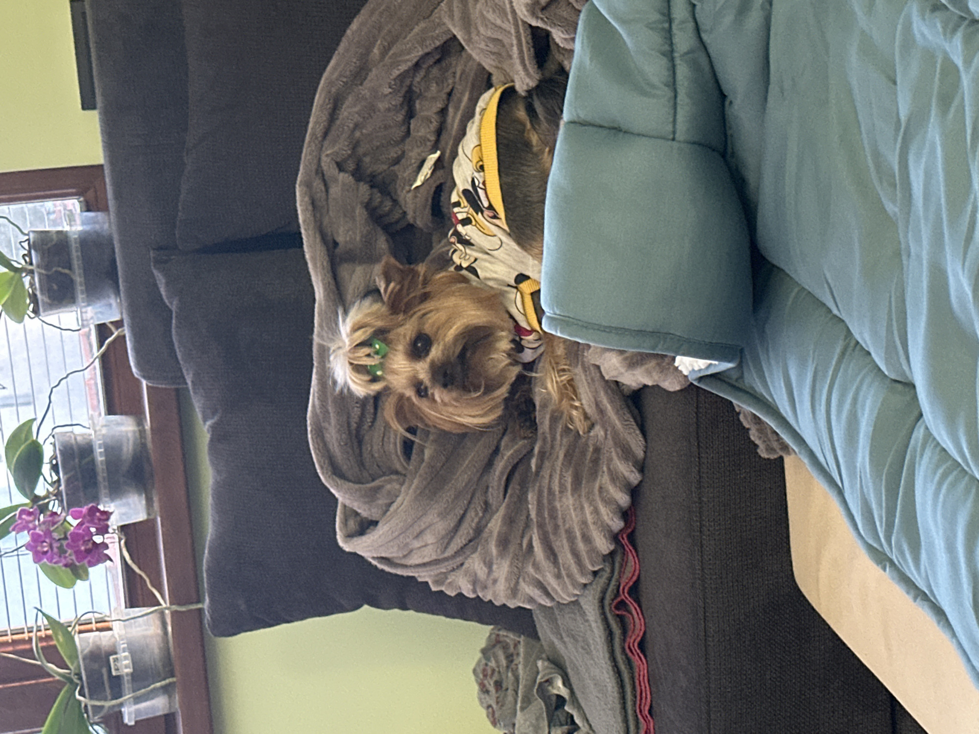 A small, brown Yorkshire terrier-type dog with a green hair tie is lying on a brown couch under a gray, textured blanket. The dog is wearing a Mickey Mouse-themed bandana. To the right of the dog, there is a blue comforter. To the left, hanging in a window, are four potted orchid plants, two with purple flowers. The wall behind the couch is light green. The location information of Montana, Bulgaria, is unrelated to this image.