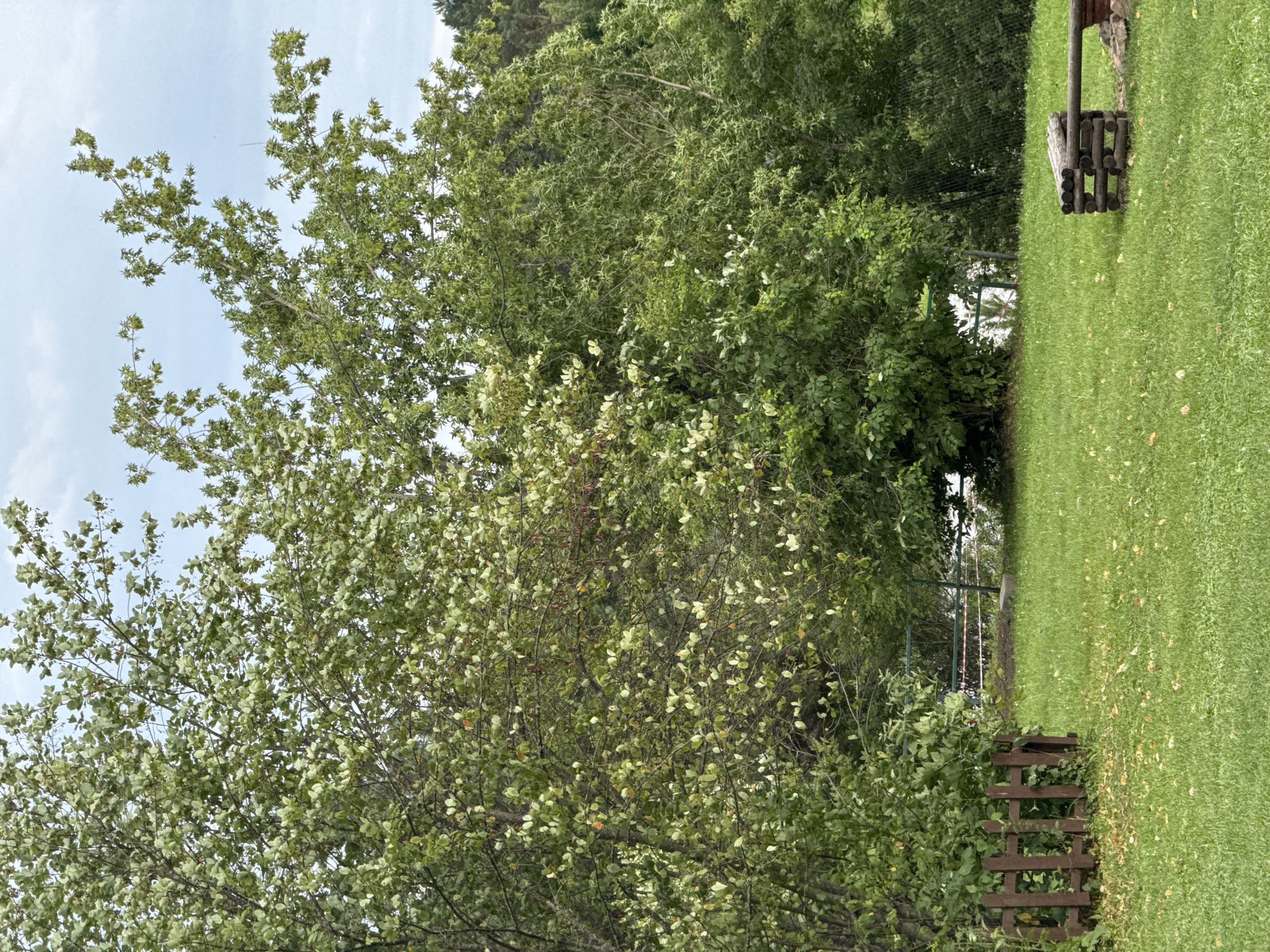 The image depicts a grassy yard with trees and a rustic wooden bench. The yard is located in Ust-Mana, Russia. The trees are lush and green, with some appearing to have light-colored blossoms or seed pods. A small, brown wooden fence is visible on the left side of the frame, and fallen leaves are scattered across the grass. In the background, there is a metal fence with some red and white tape. The sky is cloudy. The overall scene suggests an outdoor, natural setting.