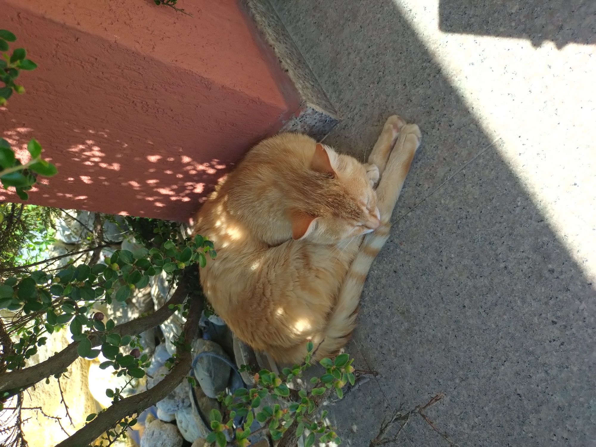 An orange tabby cat is sleeping curled up on a grey paved surface, partially in the shade of a leafy green bush and a salmon-colored wall. The cat's body is tucked in, with its head resting on its paws. Sunlight casts dappled shadows from the foliage onto the cat and the wall. The ground is a textured grey pavement. In the background, there are round, light-colored stones and a hint of rocky terrain. This scene appears to be an outdoor area, possibly a garden or patio, in the city of Yagoda, Bulgaria.