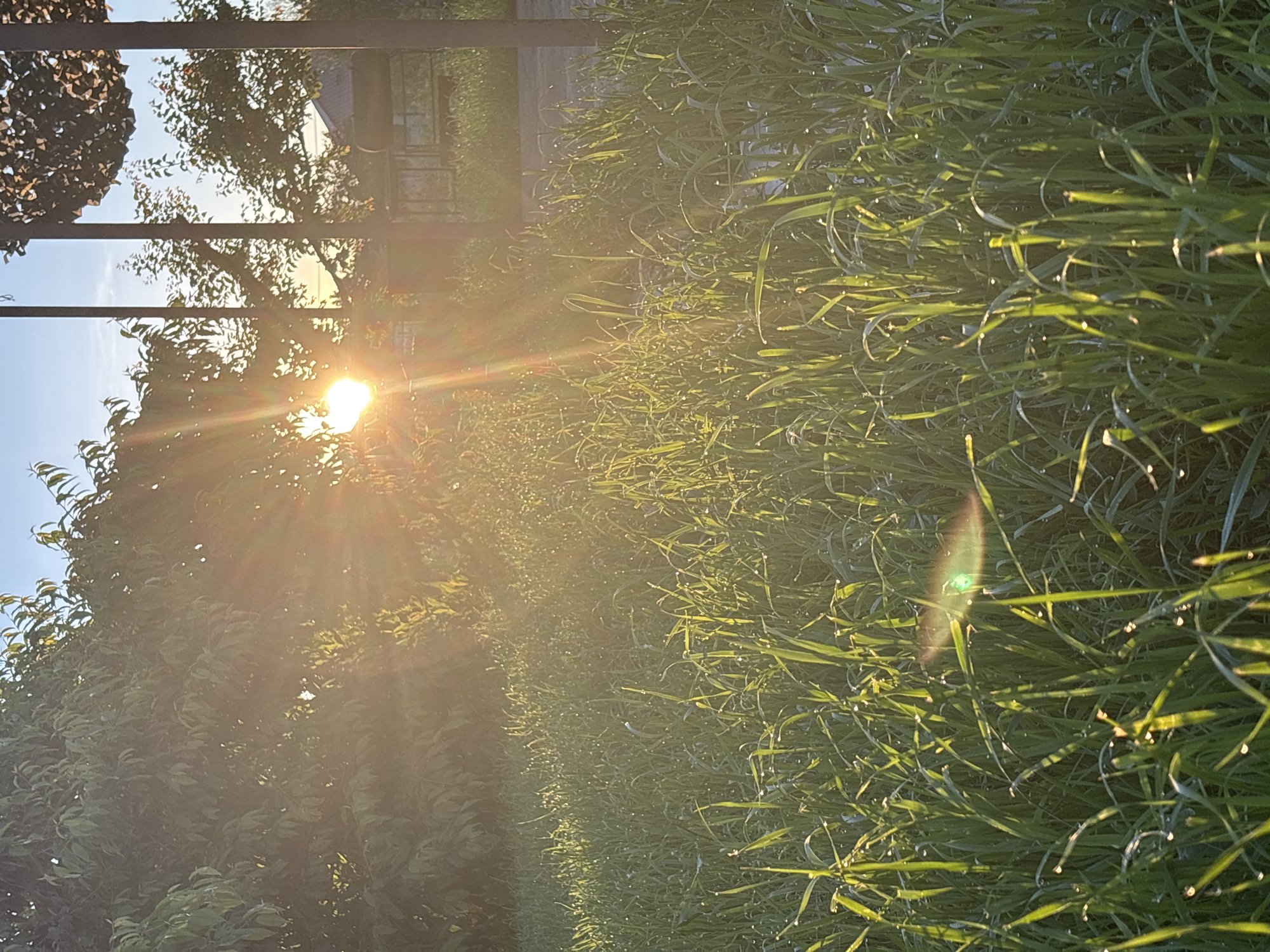An outdoor scene bathed in bright, warm sunlight depicts a vibrant natural landscape. The sun, a brilliant, glowing orb, is positioned on the left side of the frame, partially obscured by dark, leafy trees, and emits strong rays and a prominent lens flare across the image. The sky, visible through gaps in the foliage and above the treeline, is a clear, light blue.
To the right, a dense field of tall, green grass or similar plant life dominates the foreground and extends into the midground. Numerous tiny, glistening dew drops are visible on the blades of grass, catching the sunlight and indicating an early morning setting. A distinctive green and rainbow-colored lens flare artifact appears on some grass blades in the mid-right.
In the upper background, dark horizontal beams, possibly from a pergola or fence structure, are visible against the sky and through the trees. No people or specific activities are depicted. The overall impression is one of peaceful, sun-drenched nature, possibly at sunrise, with the light highlighting intricate details like the dew on the grass. There is no visible text.