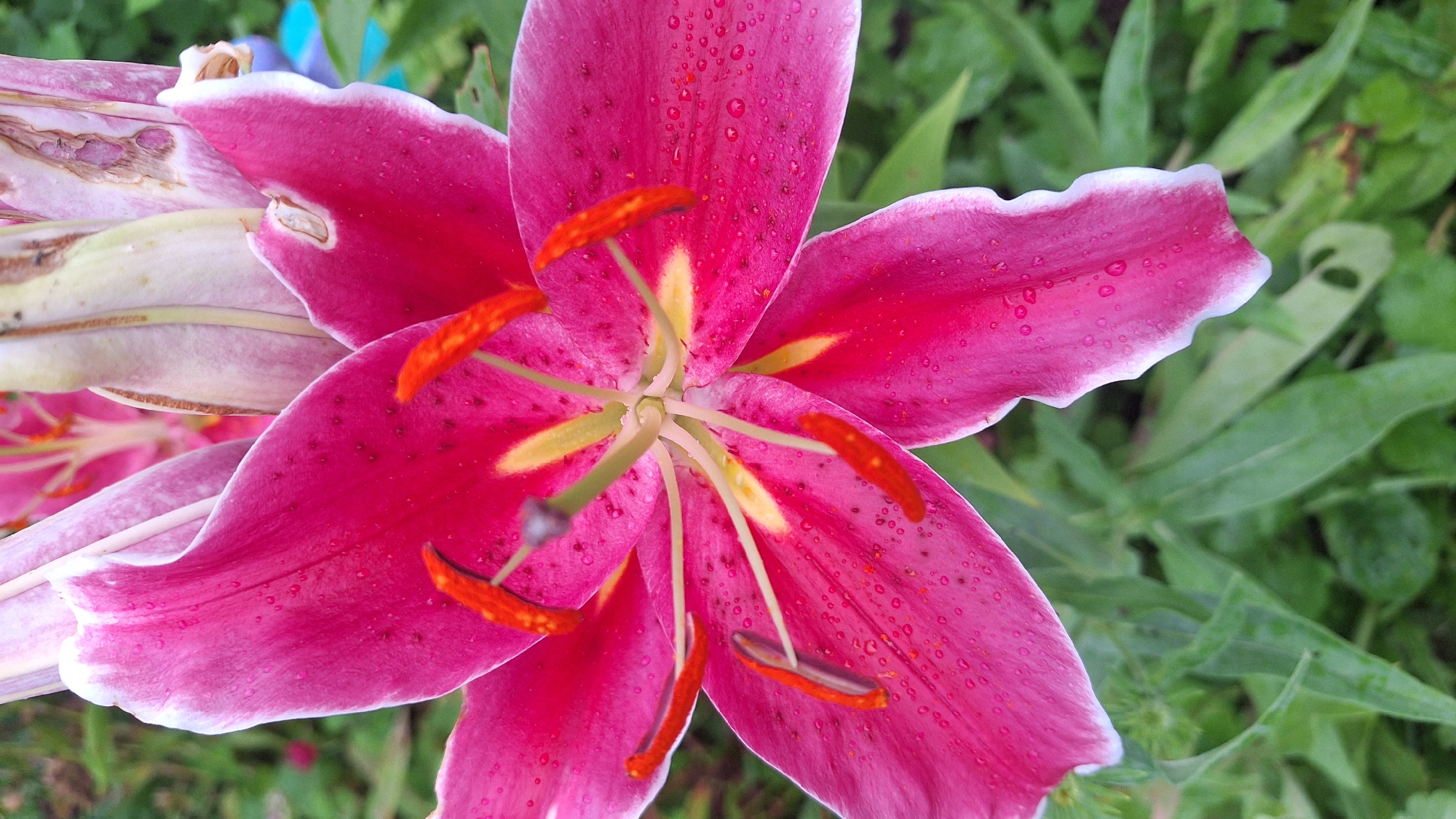 A close-up, overhead shot captures a vibrant pink lily in full bloom, its petals adorned with tiny water droplets. The lily's stamen, tipped with fiery orange, are prominently displayed at its center, surrounded by a light yellow hue. The flower's delicate white-edged petals create a striking contrast with its deep pink interior. The background is softly blurred, showcasing lush green foliage, hinting at an outdoor setting, possibly a garden or park. There are no people or animals visible in the image, and the environment appears natural and tranquil. The image is well-lit, with natural light enhancing the flower's colors and textures.