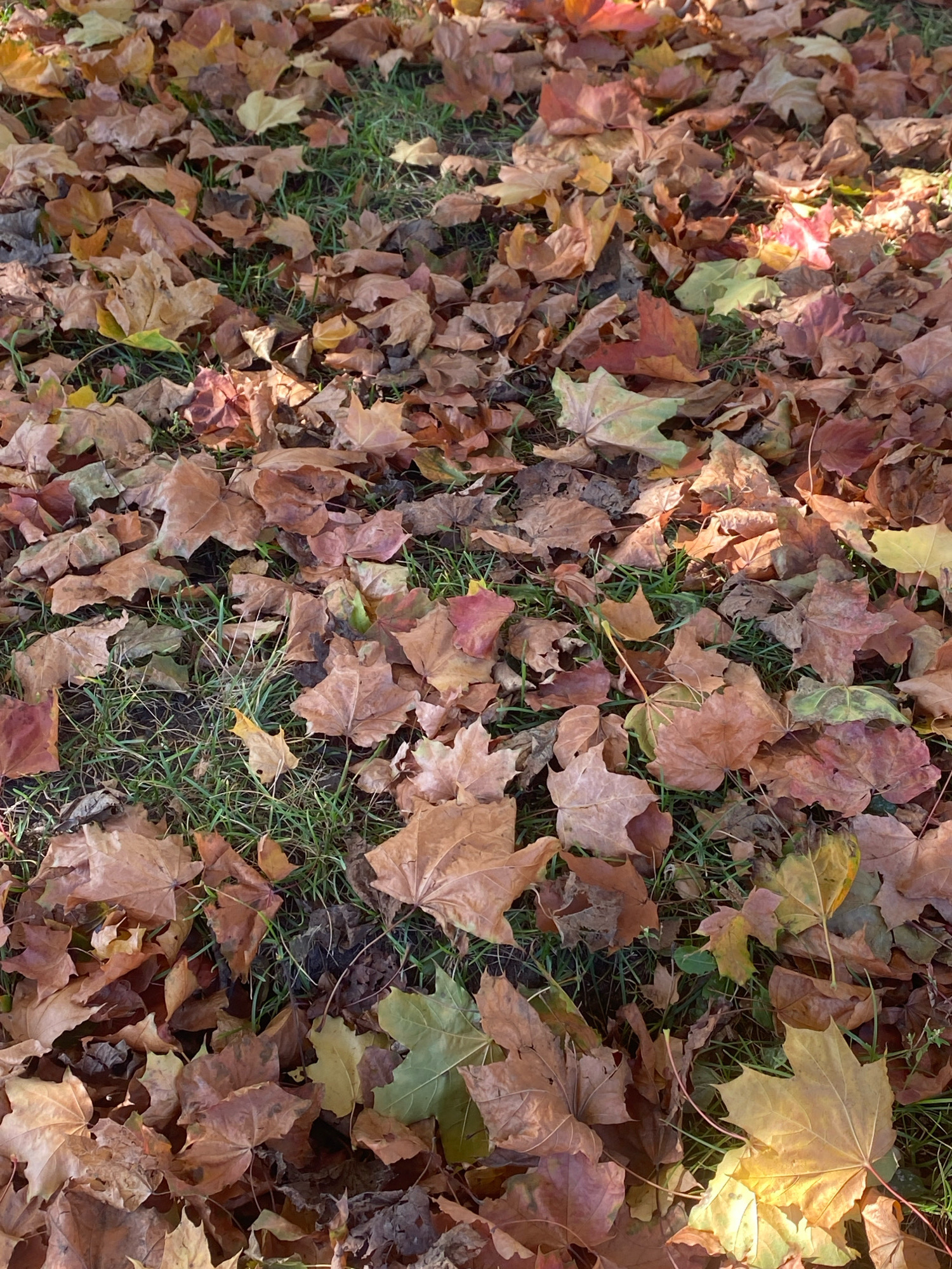 The image depicts a dense carpet of fallen autumn leaves, primarily in shades of brown, tan, and some reddish-brown hues, interspersed with patches of green grass. The leaves appear dry and brittle, with some showing signs of decay. Sunlight filters through, creating highlights and shadows on the foliage. The scene is natural, suggesting an outdoor environment such as a park or a wooded area. There are no people or man-made objects visible. The specific location in Ivanteyevka, Russia, cannot be determined from the visual information alone, as the image lacks any identifying landmarks or context.