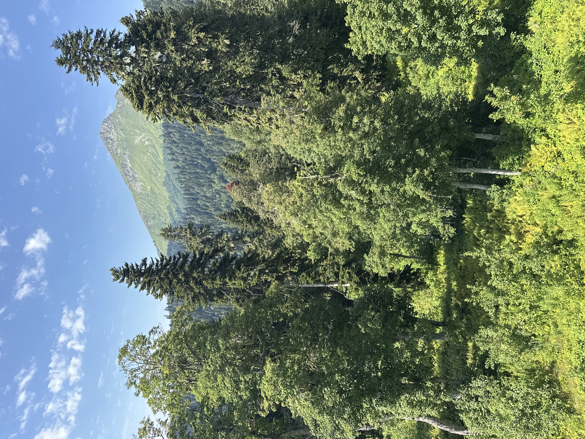 The image depicts a lush, mountainous landscape under a bright blue sky with scattered white clouds. In the foreground, a dense forest of various green trees, including tall conifers and deciduous trees with broad leaves, fills the scene. The undergrowth consists of vibrant green ferns and smaller bushes. The middle ground shows a continuation of the forest, with a darker, more extensive woodland covering the slopes of rolling hills. In the background, a majestic, sharply peaked mountain rises, its slopes covered in a mosaic of green vegetation and rocky outcrops. The overall impression is one of natural beauty and tranquility. This scene is located in the vicinity of Estosadok, Russia, a resort town known for its natural landscapes and proximity to the Caucasus Mountains. No people or specific activities are visible in the image.
