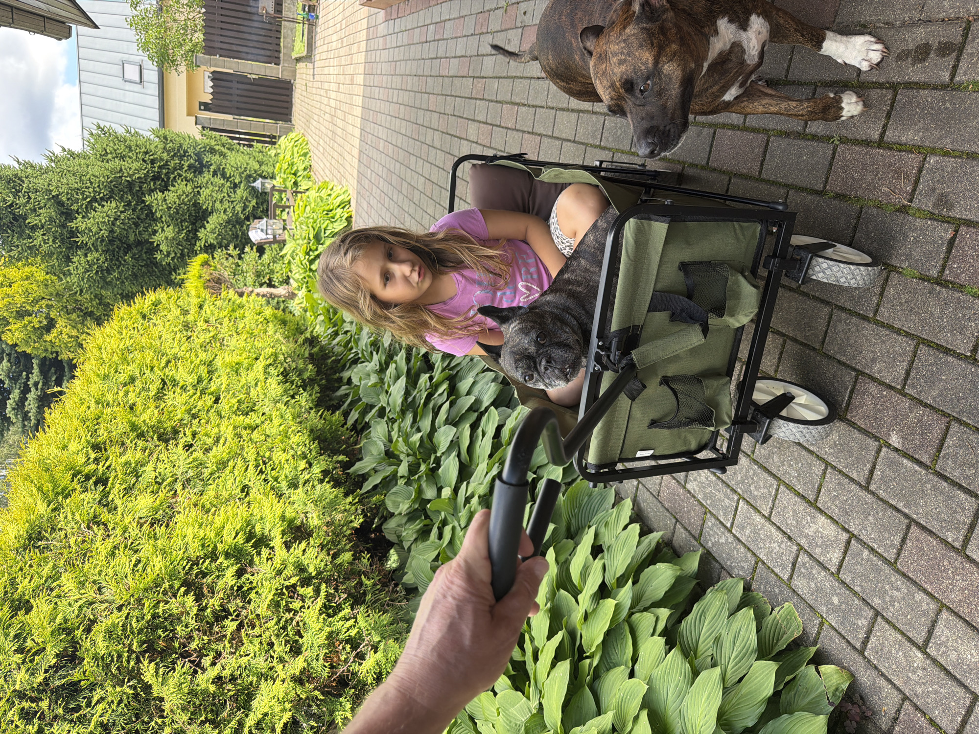 A young girl with blonde hair, wearing a pink t-shirt and patterned shorts, sits in a green wagon. A black French Bulldog is also in the wagon, looking at the camera. A brown brindle dog stands next to the wagon, looking to the right. A person's hand is visible on the wagon's handle, suggesting the wagon is being pulled. The scene takes place outdoors on a paved walkway, with lush green bushes and trees in the background. A house with a grey roof is visible further back. This appears to be a residential backyard.