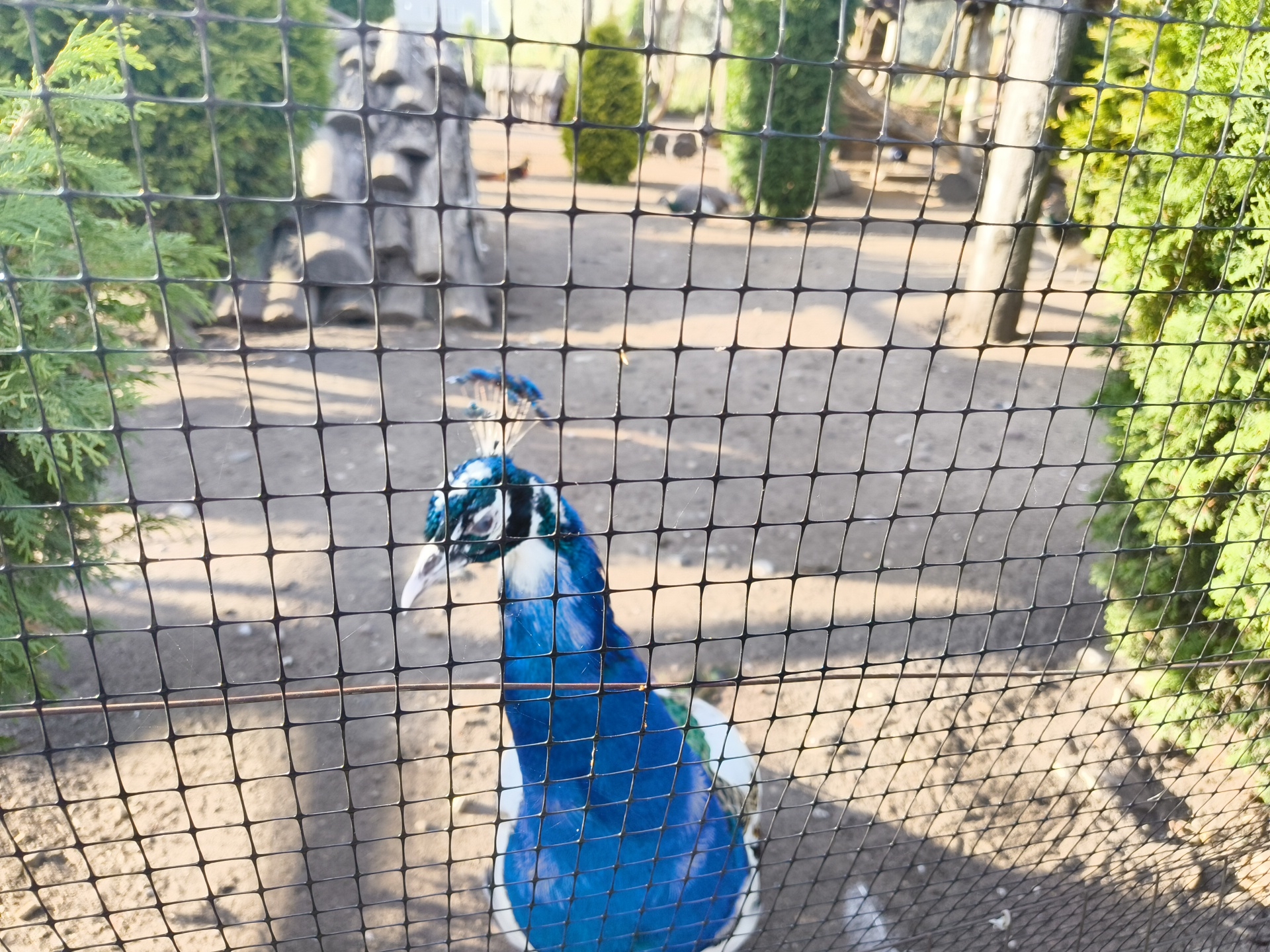 A peacock with vibrant blue plumage and white accents is the primary subject of this image, captured through a black mesh fence. The peacock is positioned in the center-left of the frame, facing towards the left. Its head is slightly lowered, and its eye is visible. Behind the peacock, the ground appears to be sandy or dirt, with some patches of dry vegetation. In the background, several green evergreen trees are present, with one particularly tall, slender tree to the right of the frame. To the left, a large, rough-textured, grey rock or concrete structure is visible. The overall environment suggests an outdoor enclosure, potentially a zoo or park. The image is taken during daylight, with sunlight casting shadows on the ground.
