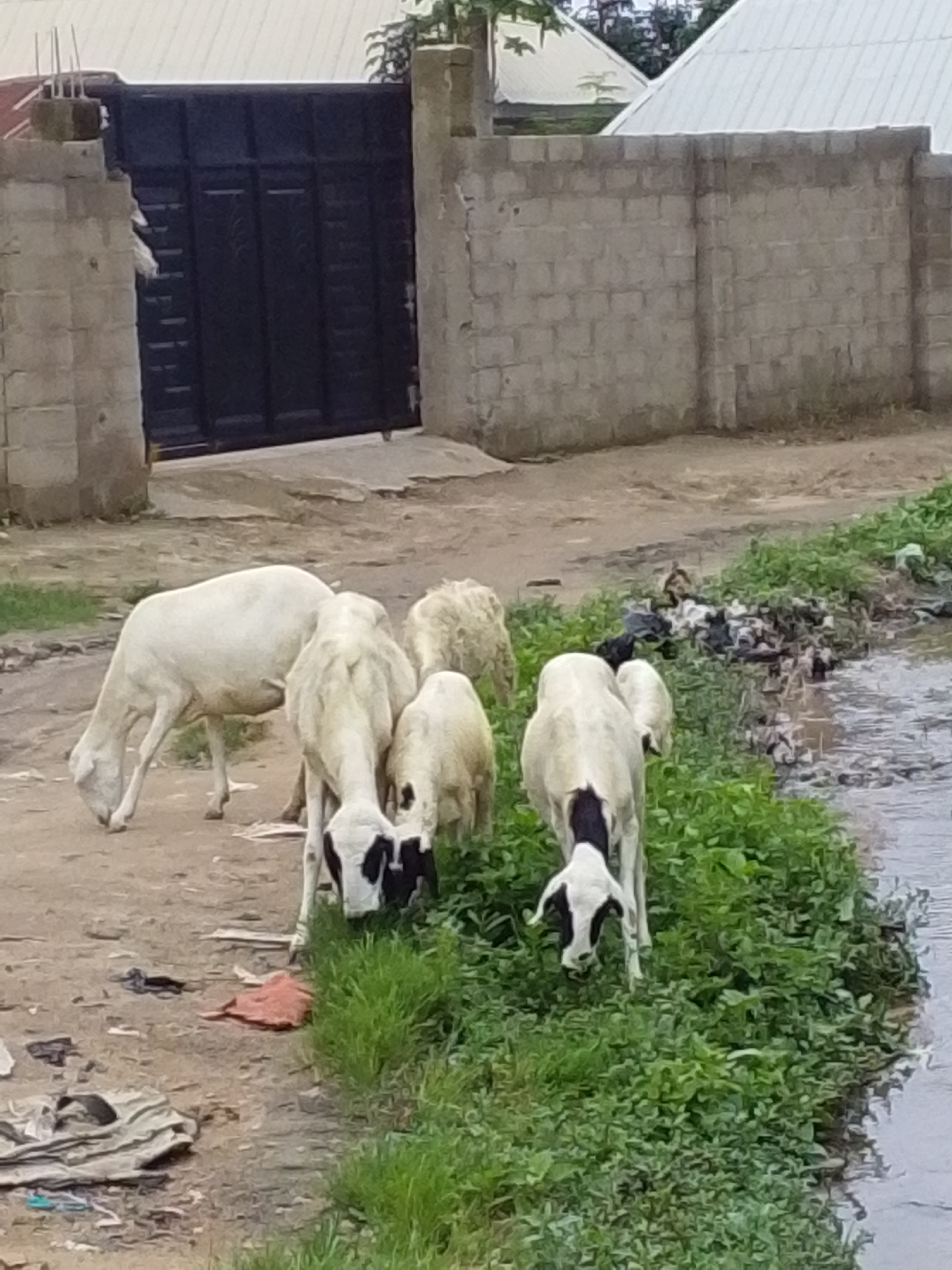 In Serti, Nigeria, several sheep are grazing near a brick wall and a black metal gate. The ground is a mix of dirt and sparse grass, with some debris present. A small stream or ditch runs along the right side of the image, filled with water and more trash. In the background, the roofs of some buildings are visible.