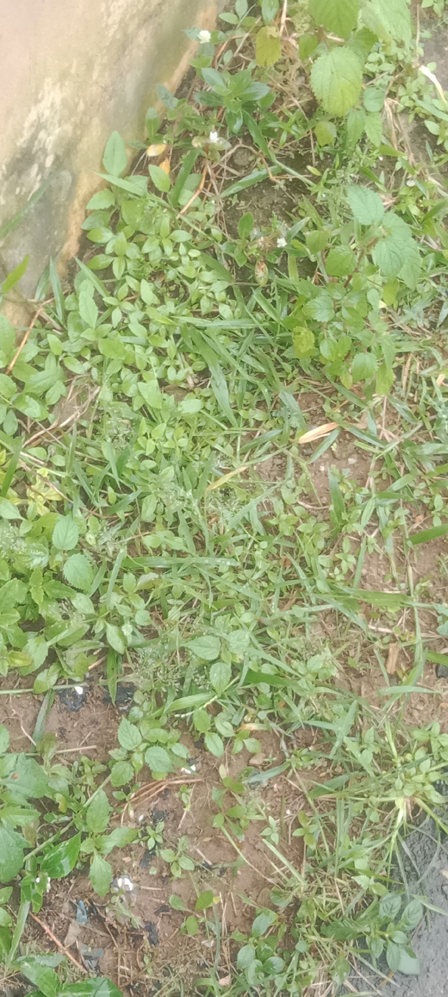 The image shows a patch of ground covered in green grass and various small leafy plants, with some dry leaves and soil visible. There are a few tiny white flowers scattered among the foliage. A weathered, light-colored wall or concrete structure is visible along the left edge of the frame, partially overgrown with some of the plants. The scene appears to be outdoors, in a natural or semi-natural setting, likely in a garden or unkempt area. The lighting suggests it is daytime, and there are no clear indicators of specific weather conditions, though the plants appear somewhat dewy. The overall impression is one of lush, wild growth in an urban or suburban environment, possibly near a building. The location context is Idimu, Nigeria. No people, objects, text, or specific events are visible.
