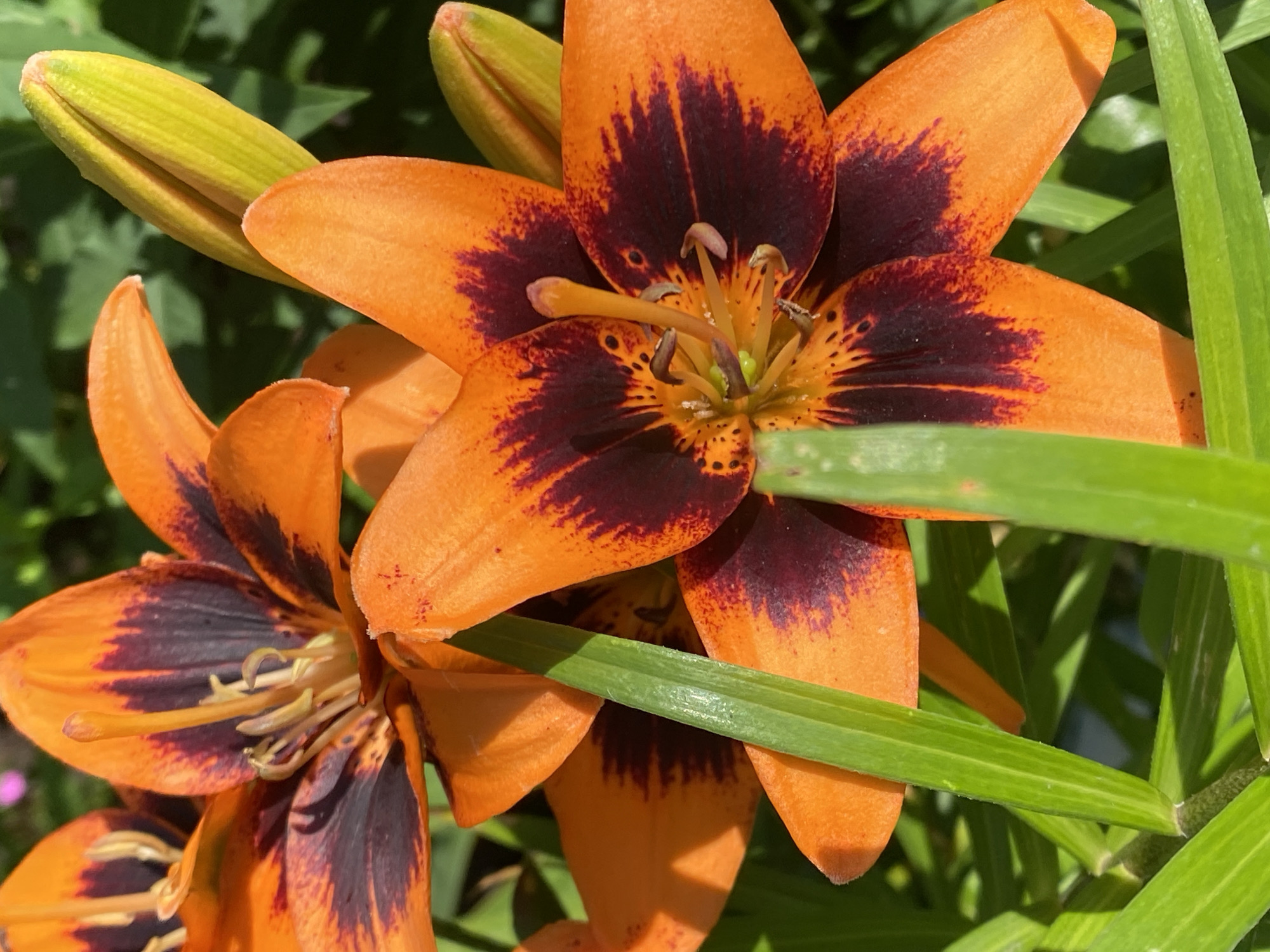 The image shows a close-up of two orange lilies with dark reddish-purple centers. The lilies are in bloom, with some buds also visible. The flowers are surrounded by green foliage, and the lighting suggests it is daytime. There is no indication of the city of Novokuznetsk, Russia in the image.