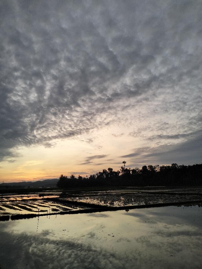 A tranquil landscape displays a waterlogged rice field reflecting a dramatic sky. The sky is filled with a dense layer of altocumulus clouds illuminated by a soft, orange glow near the horizon. A dark silhouette of trees and distant hills separates the sky from the flooded fields. Vertical stakes rise from the water, adding depth and structure to the scene. The overall impression is one of serenity and natural beauty at twilight.